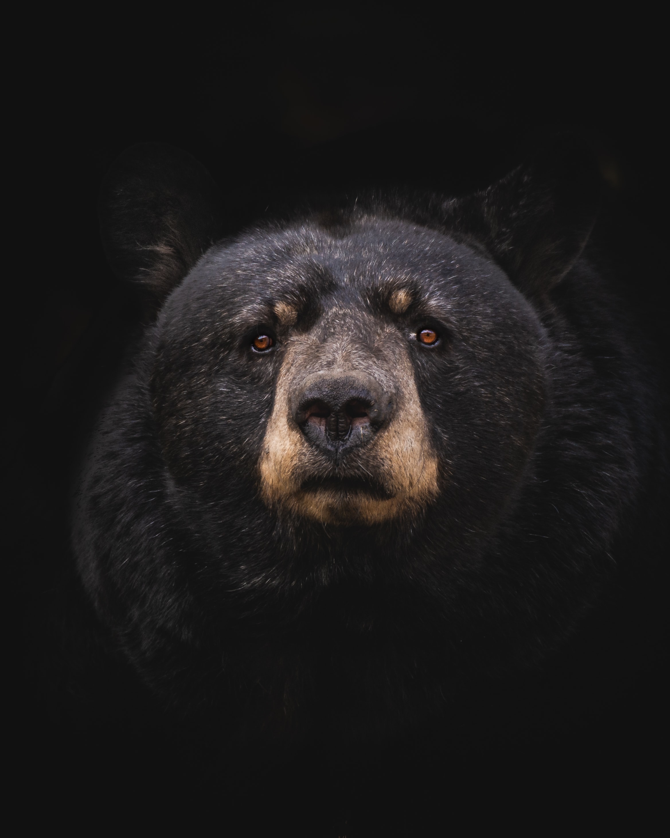 71743 скачать картинку медведь, черный медведь, хищник, барибал, животные - обои и заставки бесплатно
