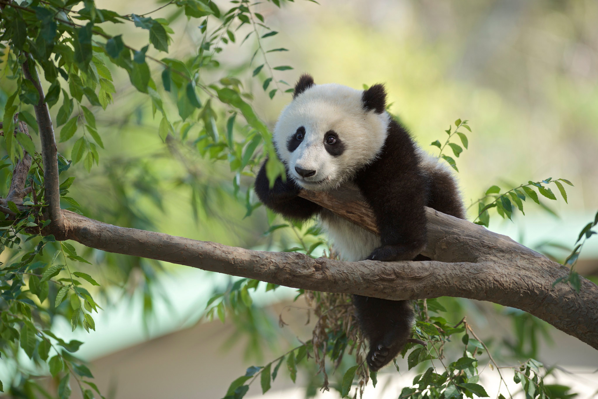 Baixar papel de parede para celular de Animais, Panda, Animal Bebê gratuito.