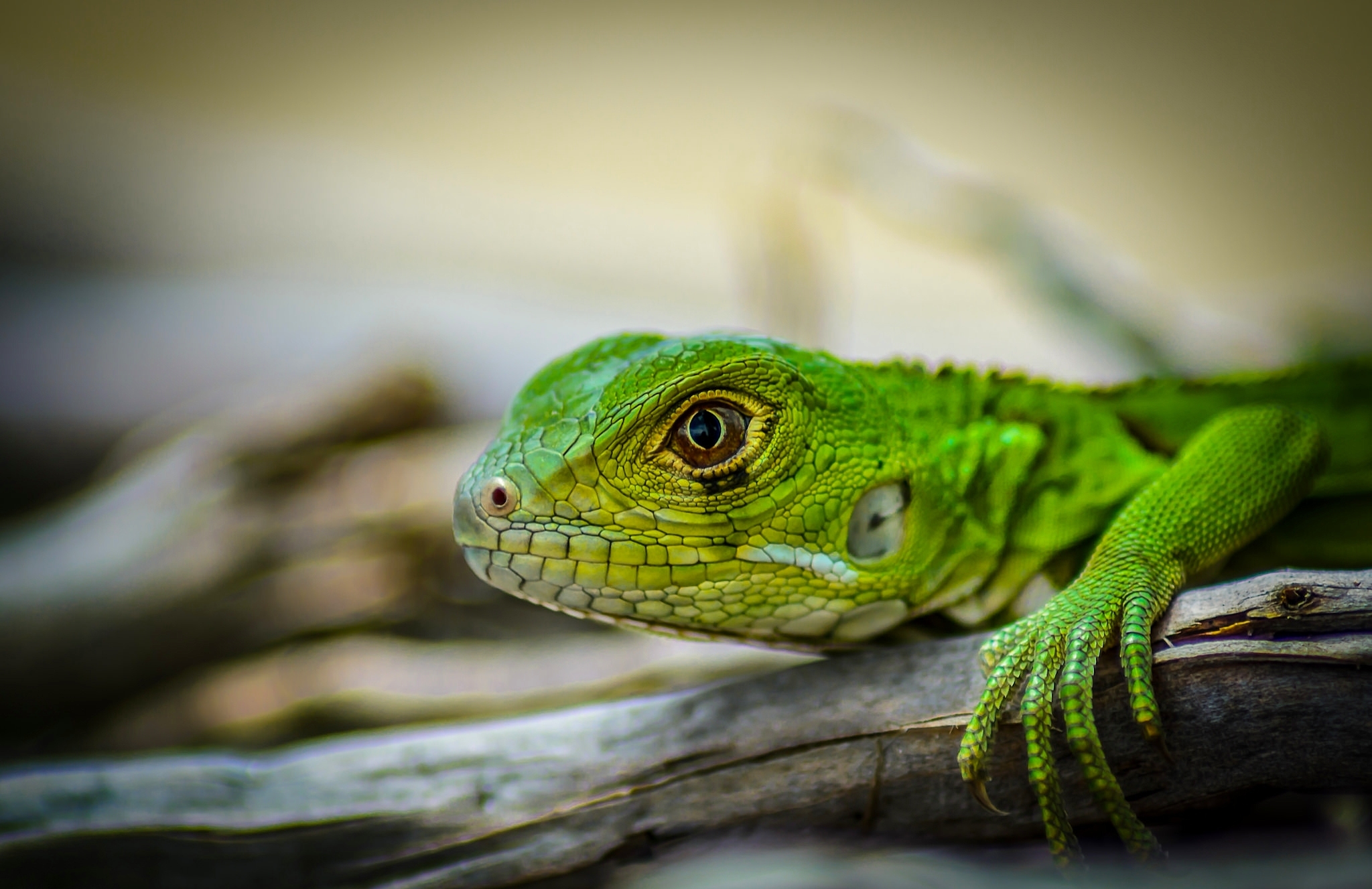 Free download wallpaper Blur, Animal, Lizard, Reptiles, Iguana on your PC desktop