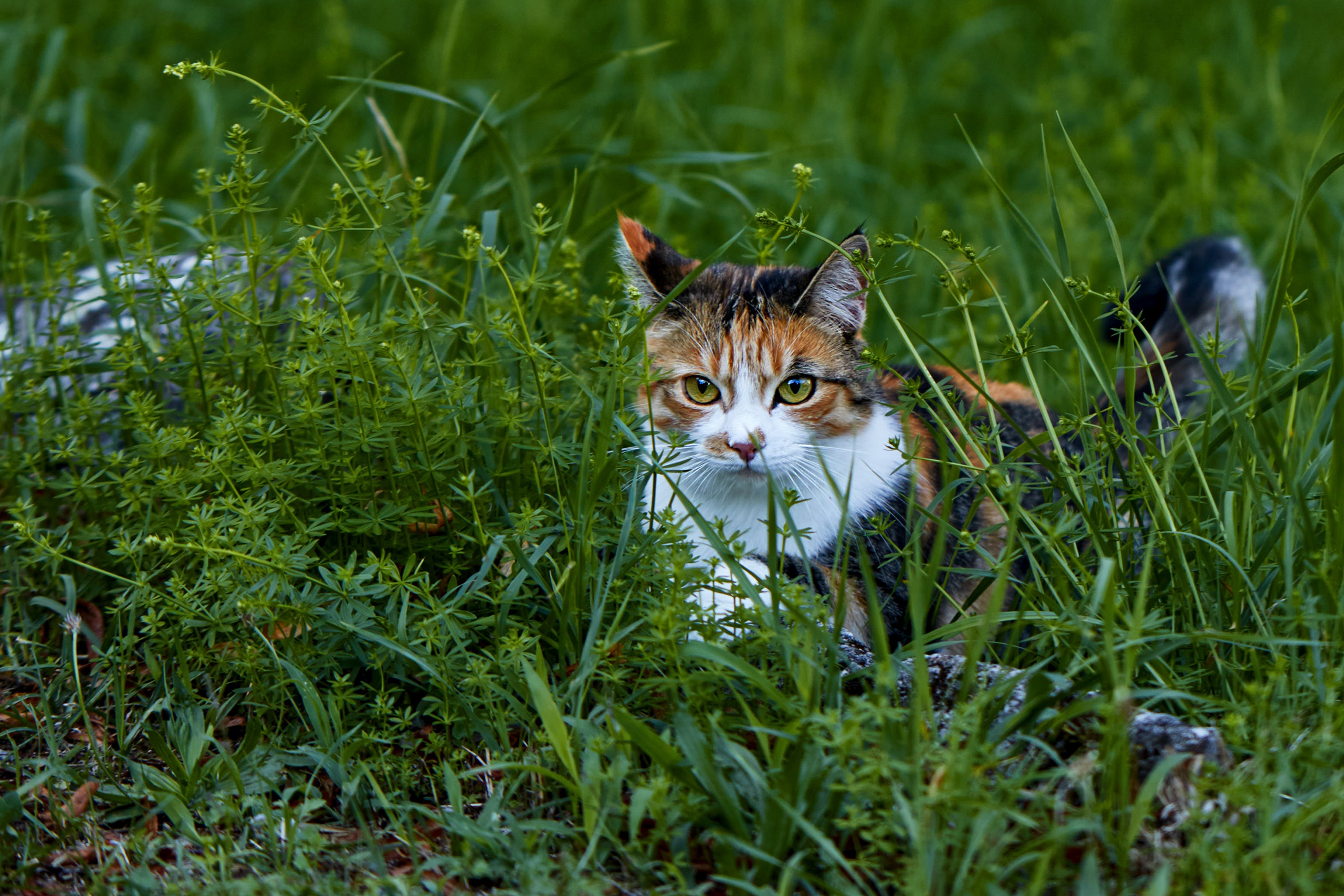 Free download wallpaper Cats, Grass, Cat, Animal on your PC desktop