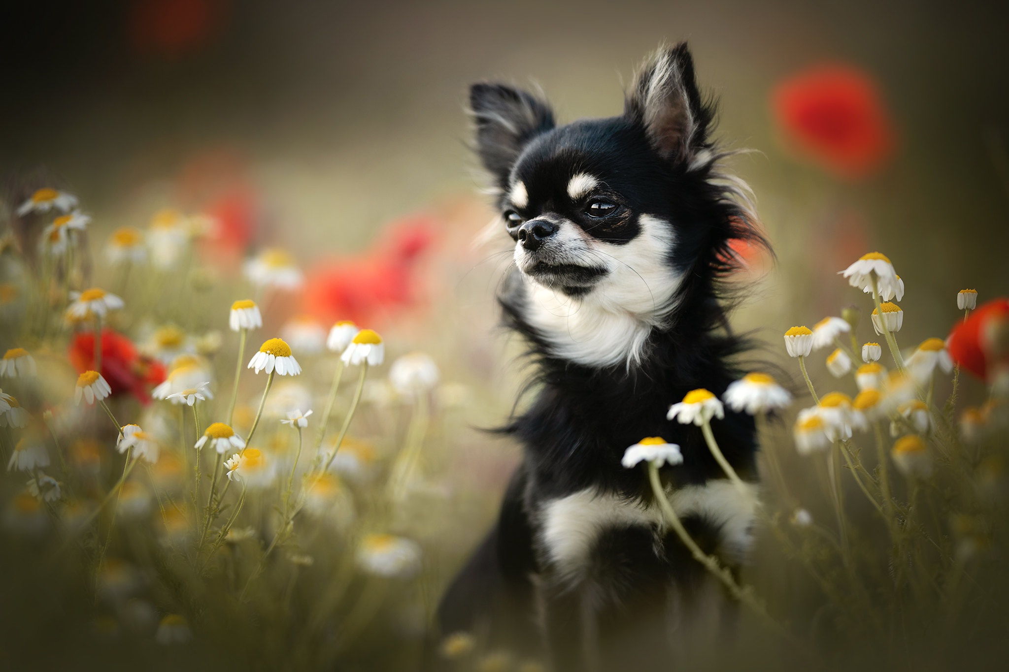 Baixe gratuitamente a imagem Animais, Cães, Camomila, Flor, Cão, Chihuahua na área de trabalho do seu PC