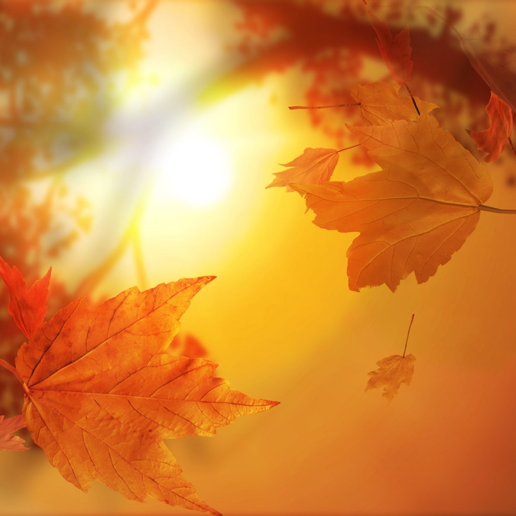 PCデスクトップに秋, 葉, 地球, シーズン画像を無料でダウンロード