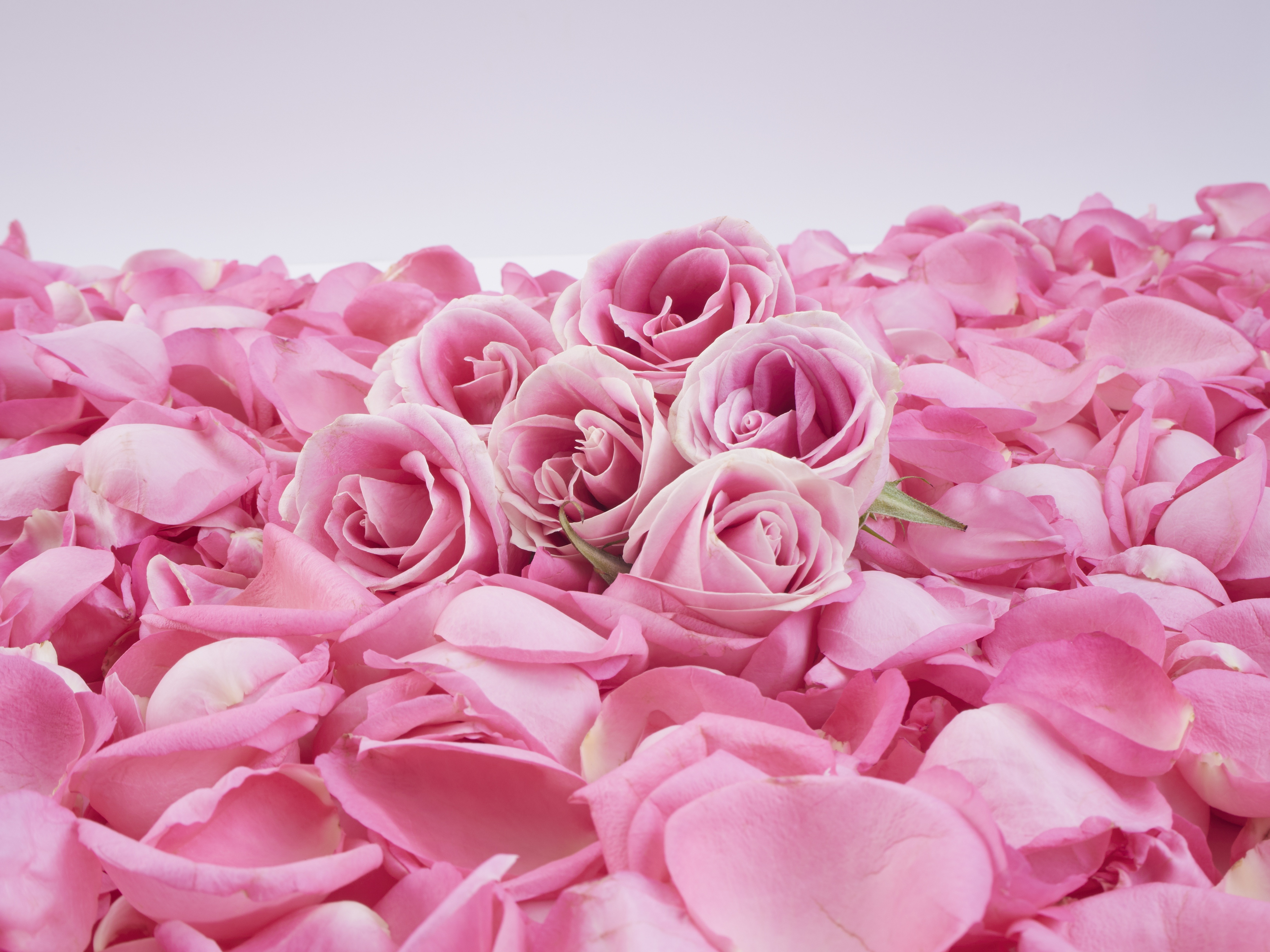 Download mobile wallpaper Flowers, Flower, Rose, Earth, Petal, Pink Flower for free.