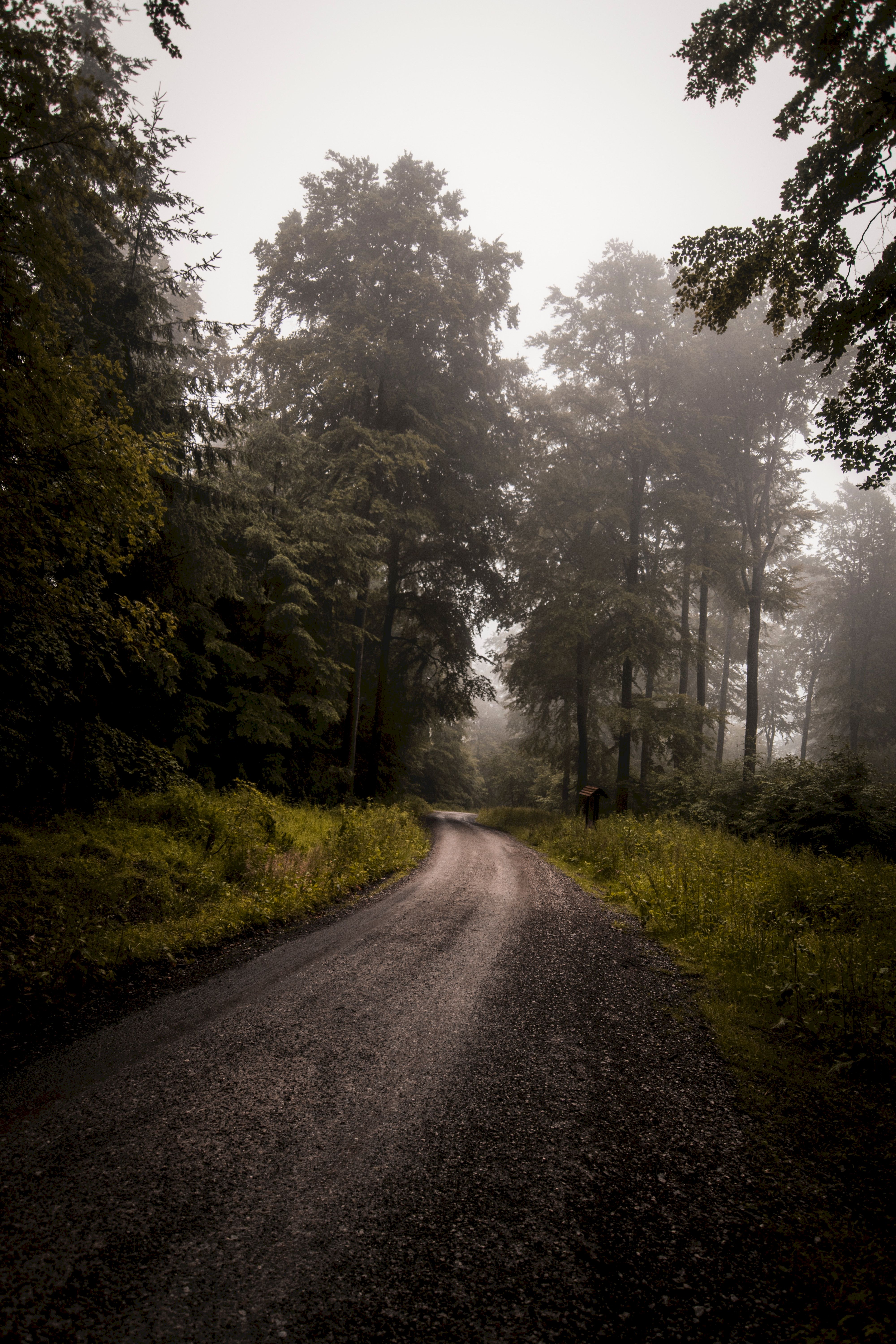 Download mobile wallpaper Trees, Grass, Forest, Fog, Turn, Road, Nature for free.