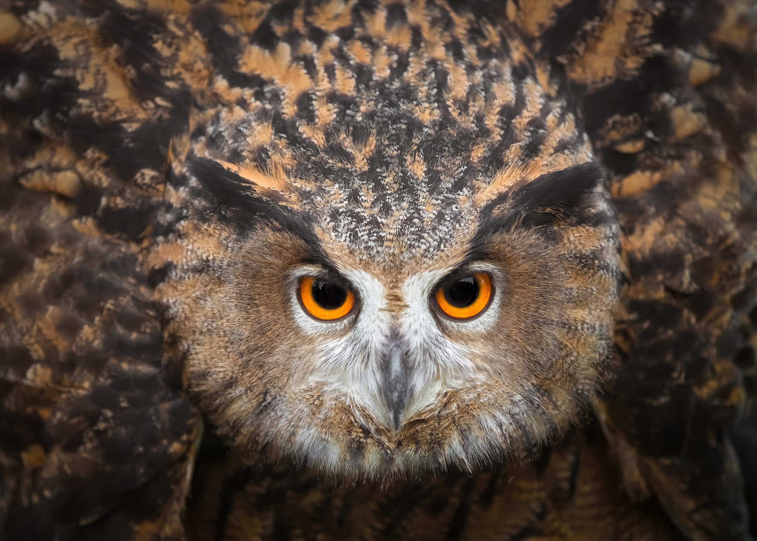 Free download wallpaper Birds, Owl, Bird, Animal, Stare on your PC desktop
