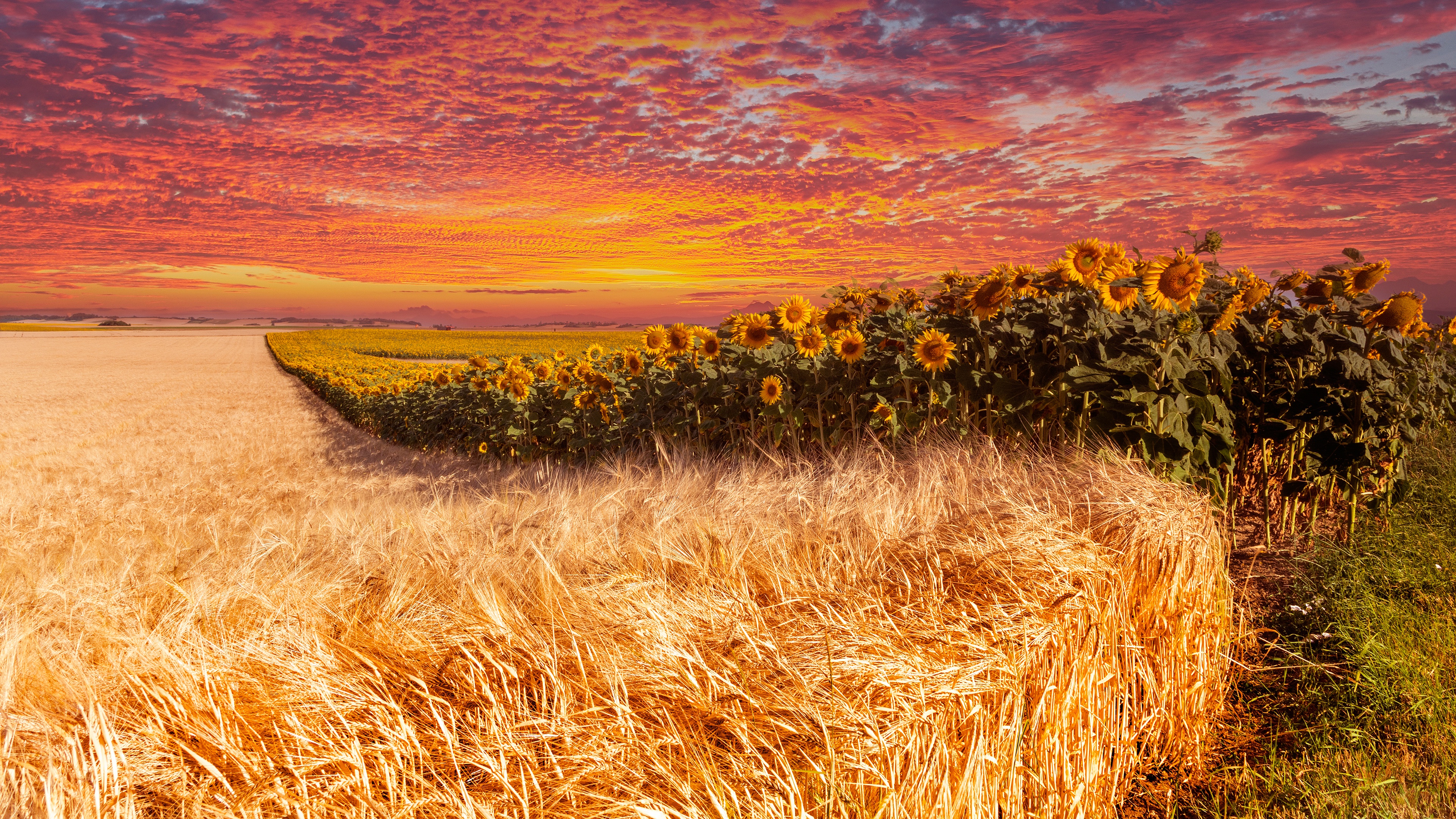 Download mobile wallpaper Sunset, Sky, Wheat, Earth, Field, Sunflower for free.