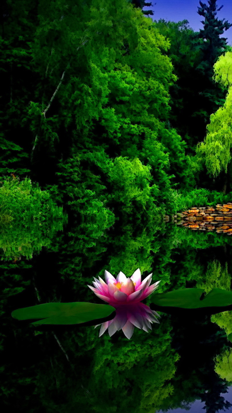 Download mobile wallpaper Lotus, Reflection, Park, Pond, Spring, Water Lily, Photography, Lily Pad for free.