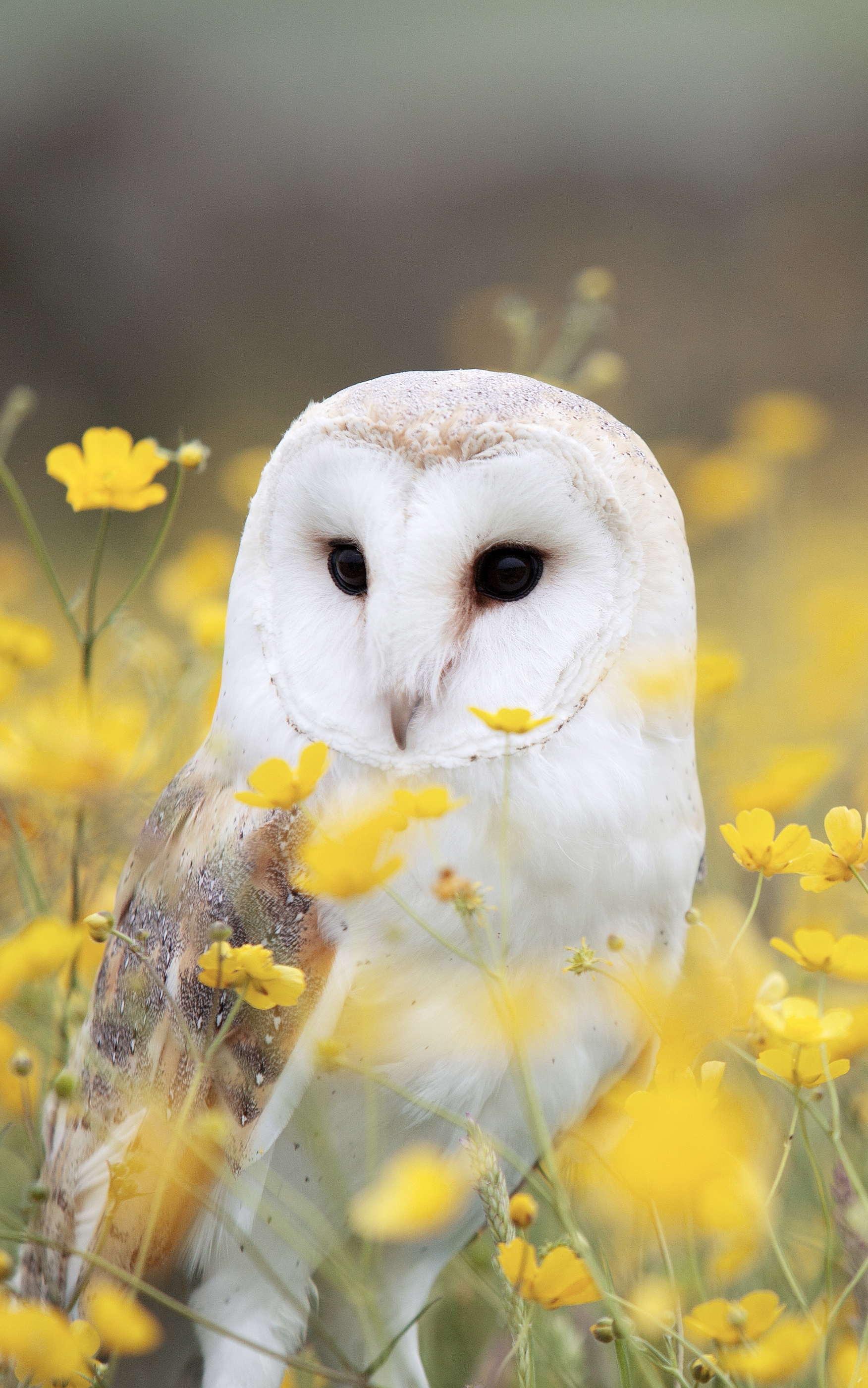 Download mobile wallpaper Birds, Owl, Flower, Bird, Animal, Yellow Flower, Barn Owl for free.