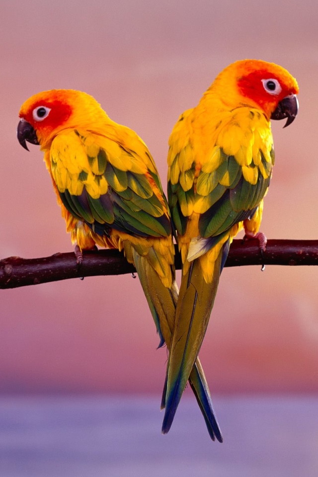 Descarga gratuita de fondo de pantalla para móvil de Animales, Aves, Periquito Sol.