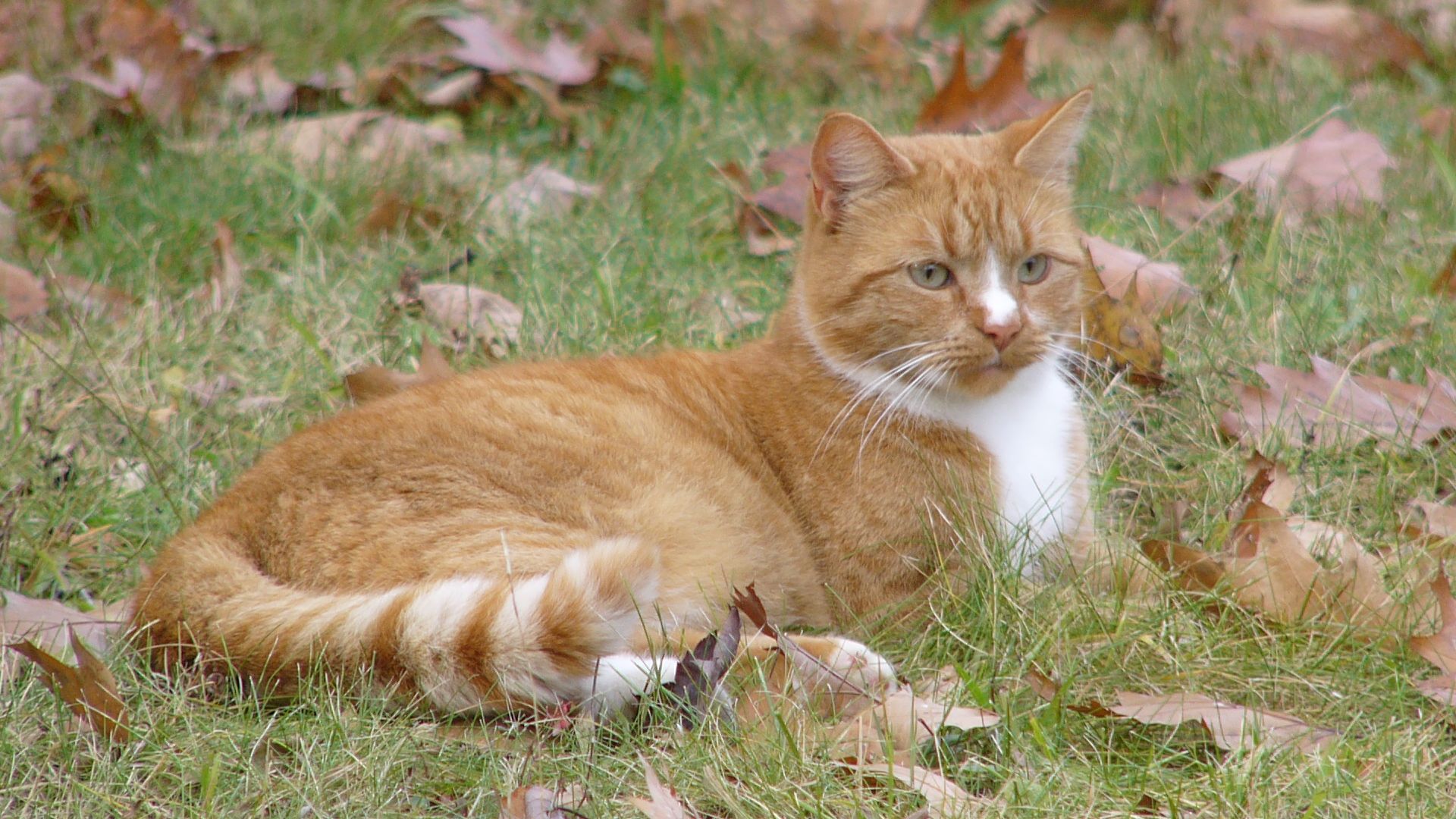 Descarga gratuita de fondo de pantalla para móvil de Animales, Gatos, Gato.