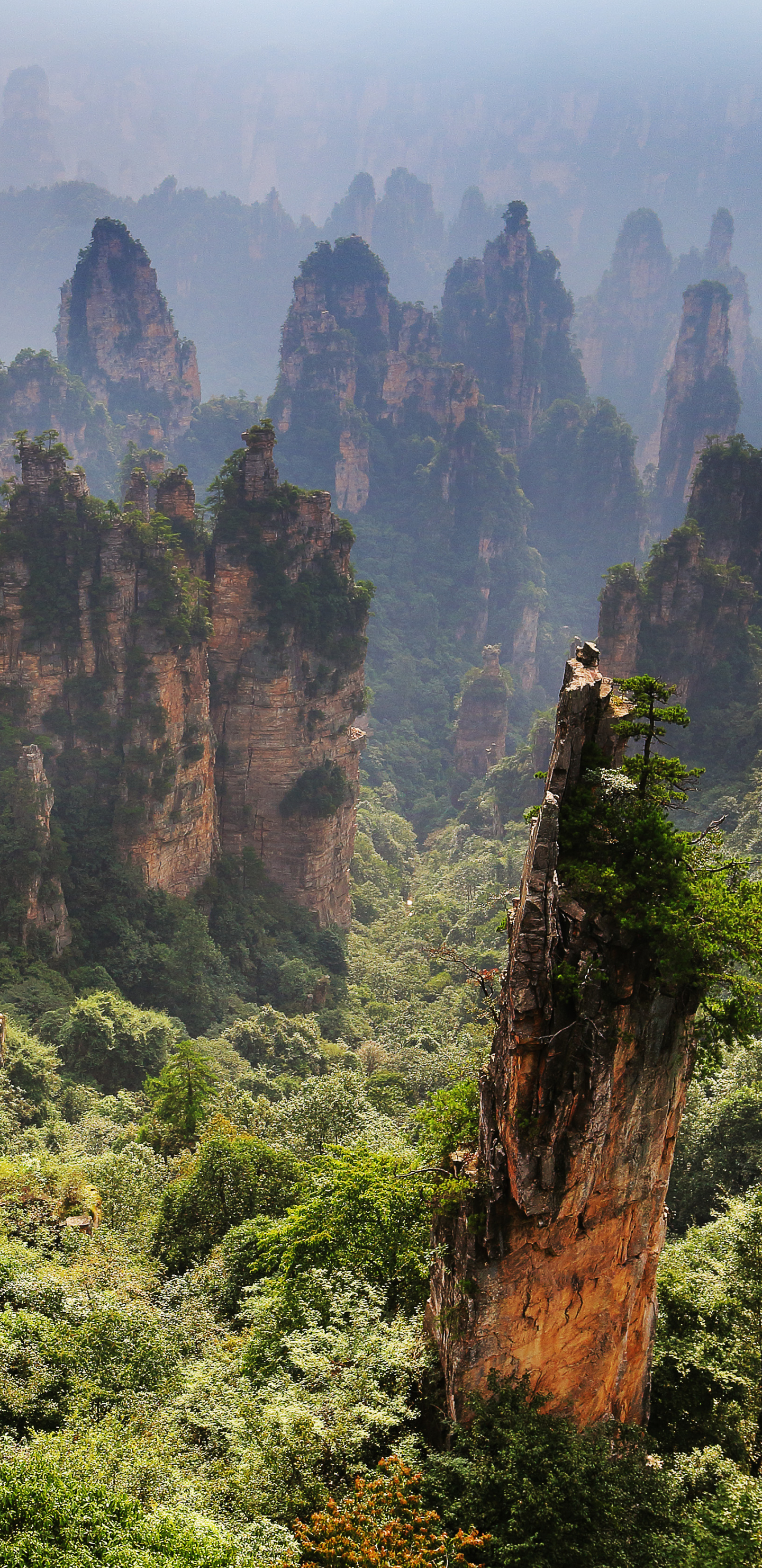 Handy-Wallpaper Wald, Cliff, Klippe, China, Hunan, Erde/natur kostenlos herunterladen.