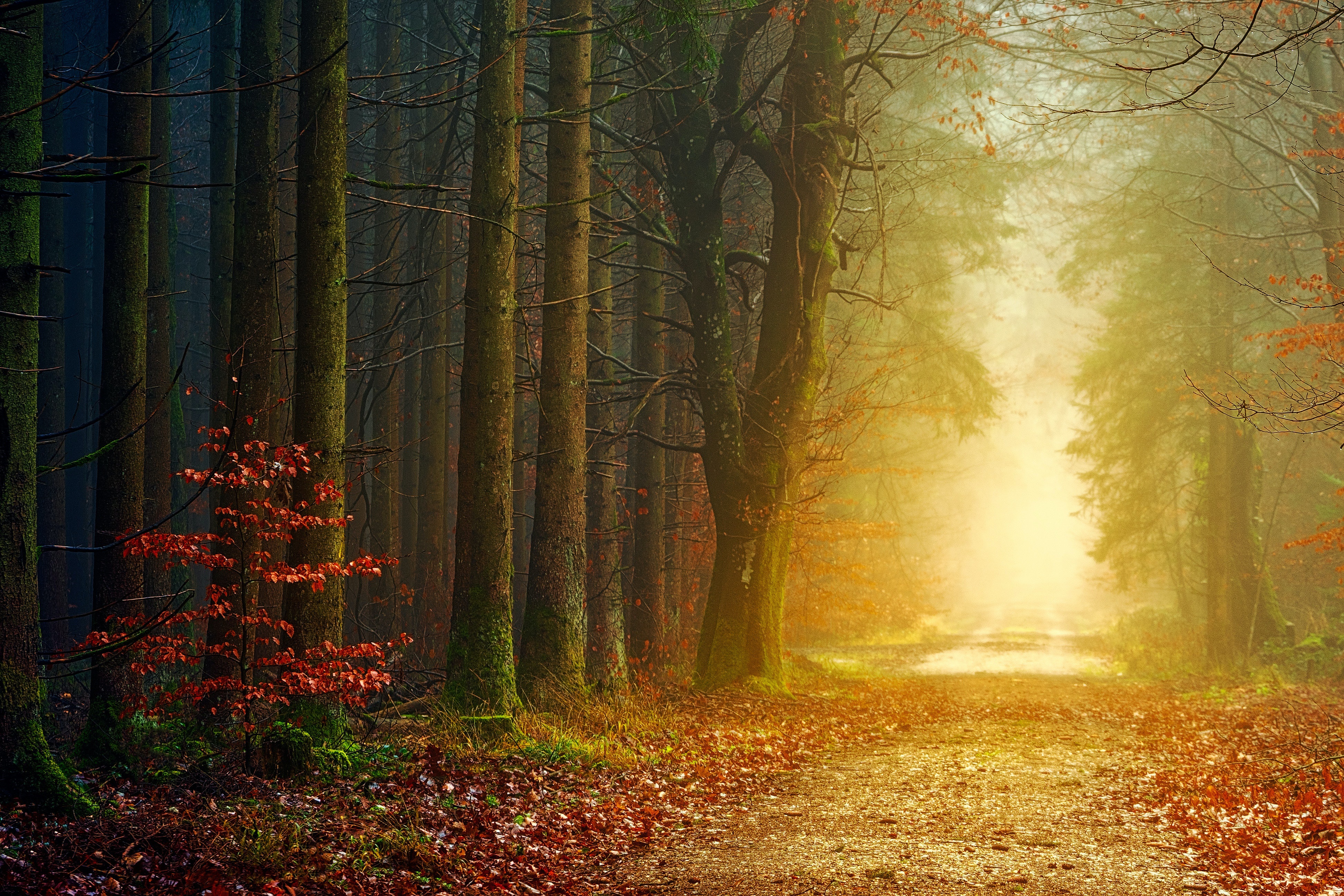 Download mobile wallpaper Dawn, Road, Fog, Fall, Morning, Man Made for free.