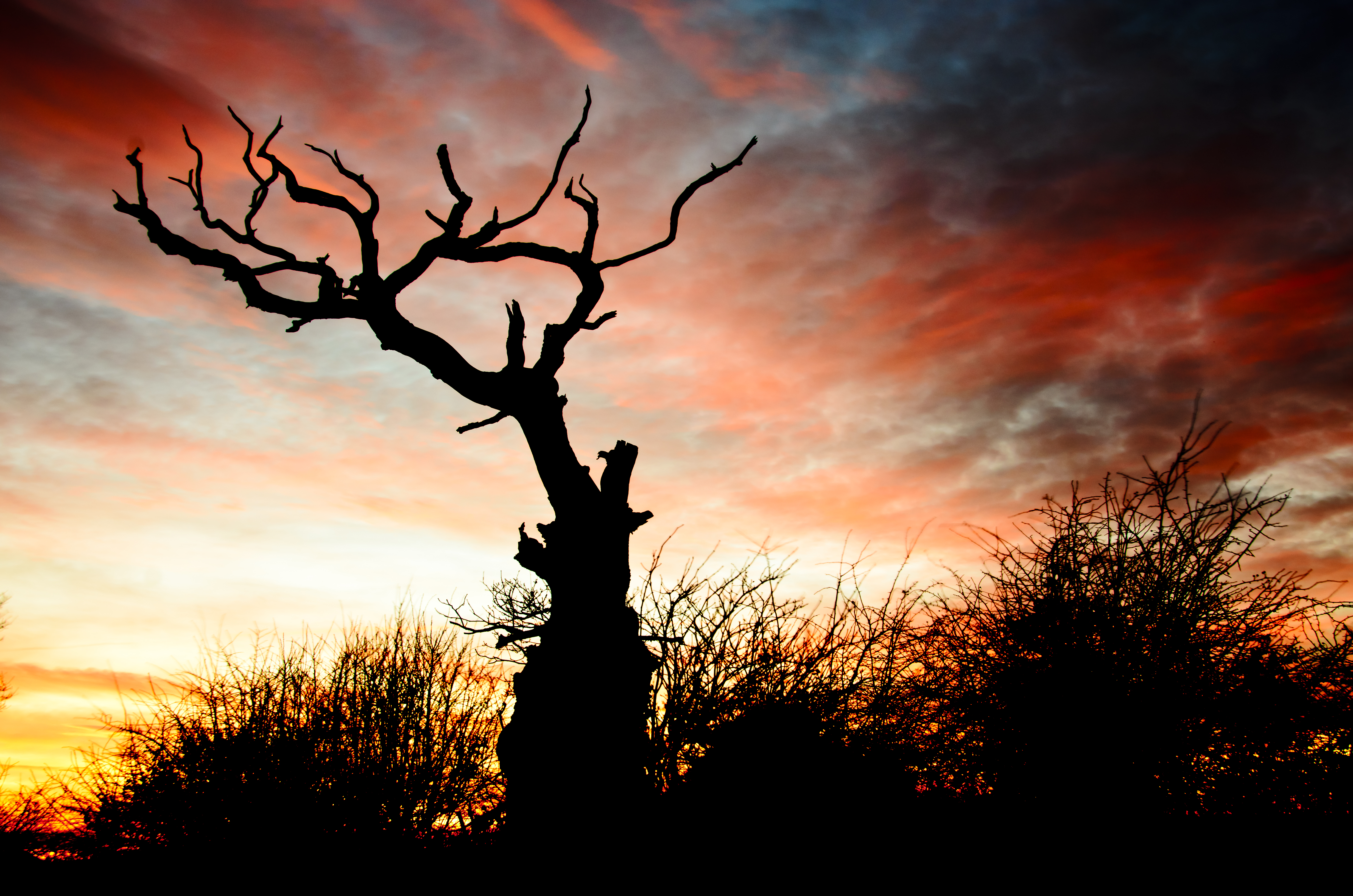 dark, sunset, silhouette, branches, snag