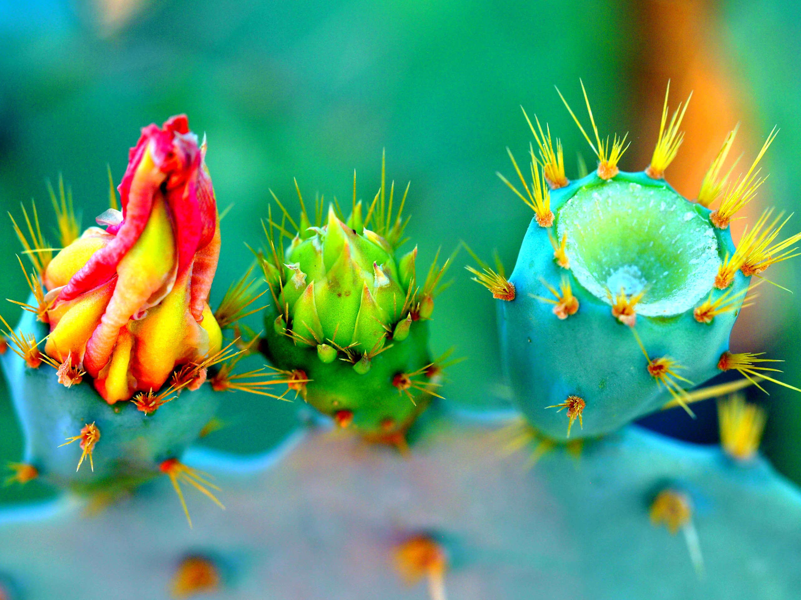android cactus, macro, flowers, thorns, prickles