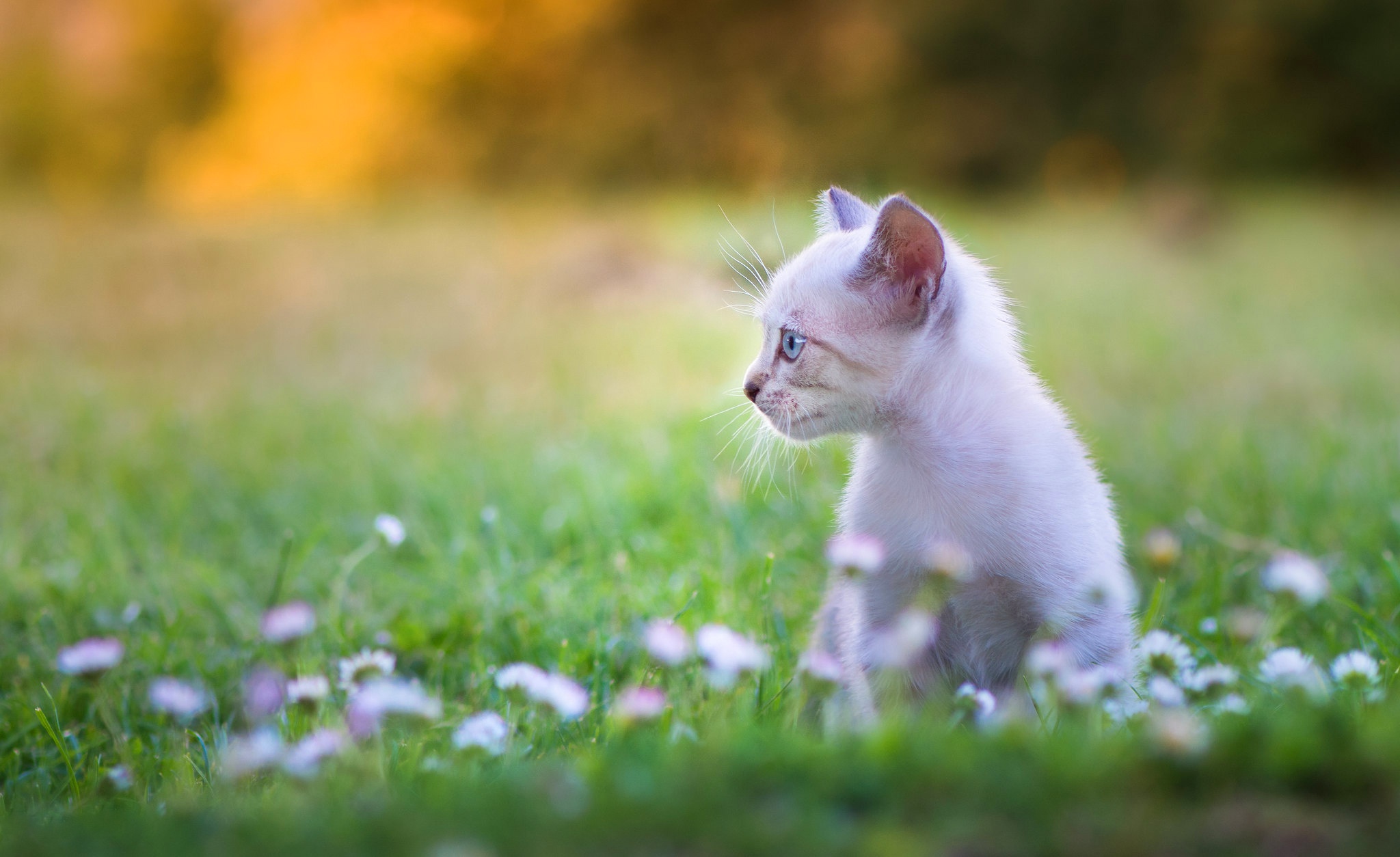 PCデスクトップに動物, 花, ネコ, 猫, 子猫, 赤ちゃん動物画像を無料でダウンロード