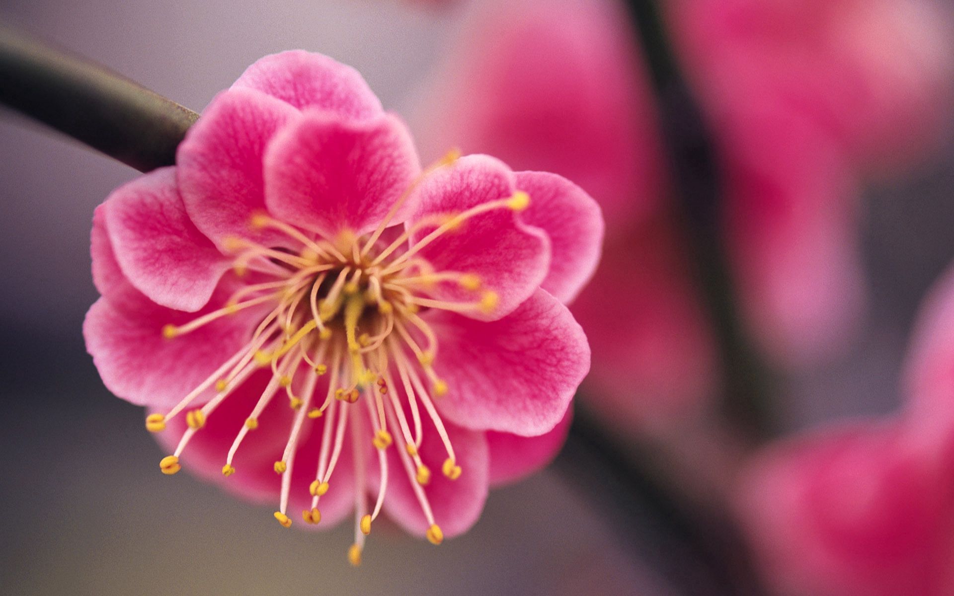 無料モバイル壁紙花, 大きい, マクロ, ブランチ, 枝, 工場, 植物, 春, 桜をダウンロードします。