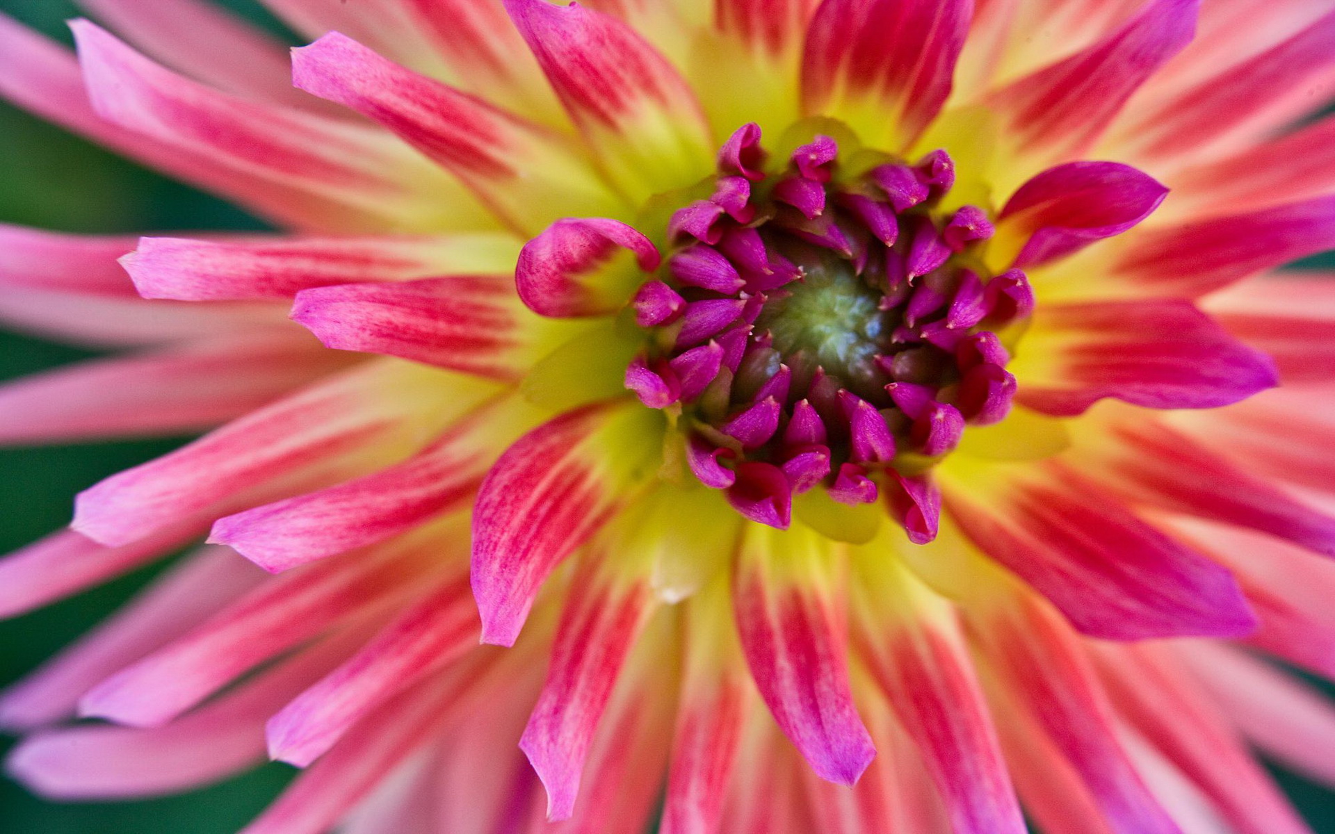 Téléchargez gratuitement l'image Fleurs, Fleur, Terre/nature sur le bureau de votre PC