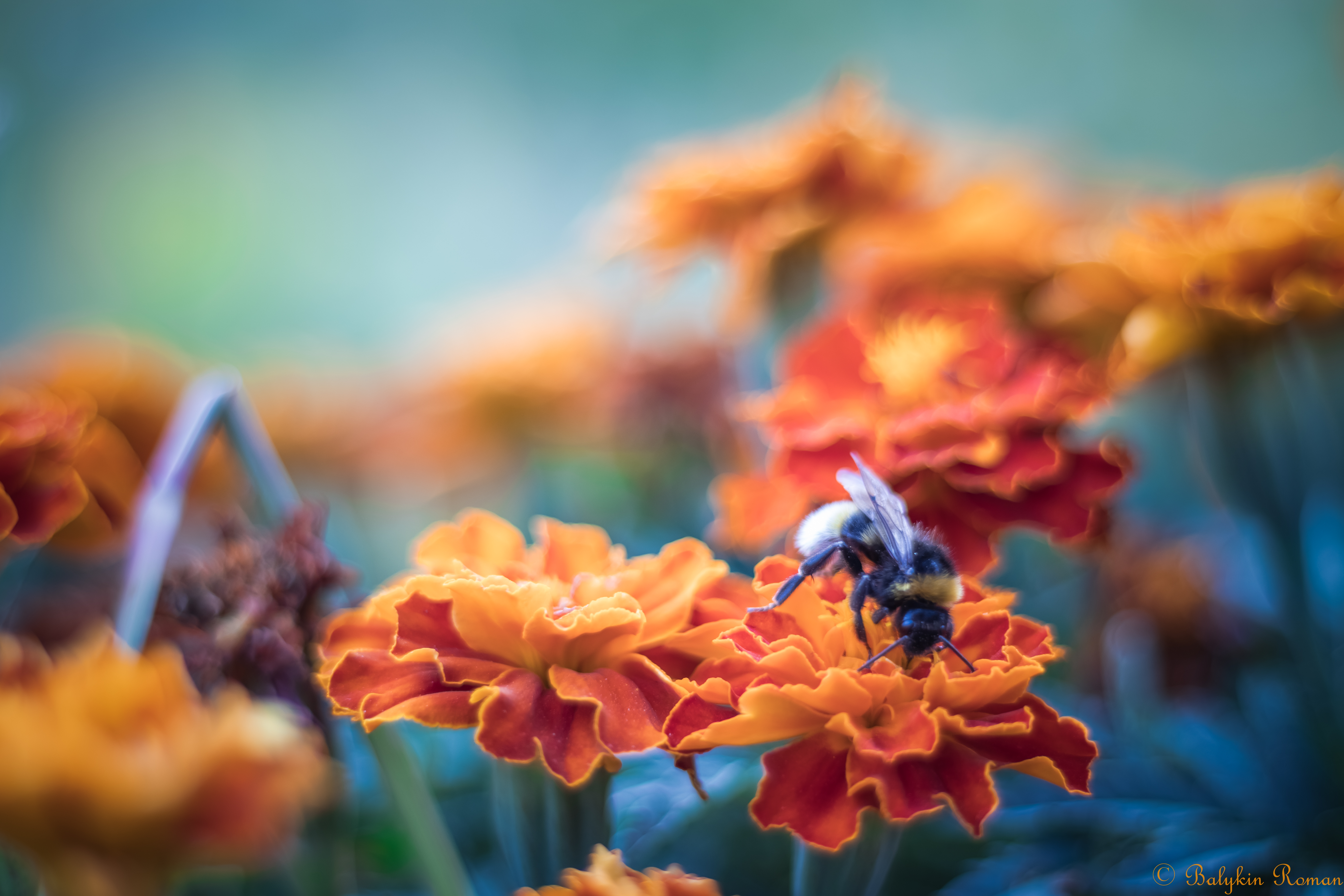 無料モバイル壁紙動物, 昆虫, 花, 蜂をダウンロードします。