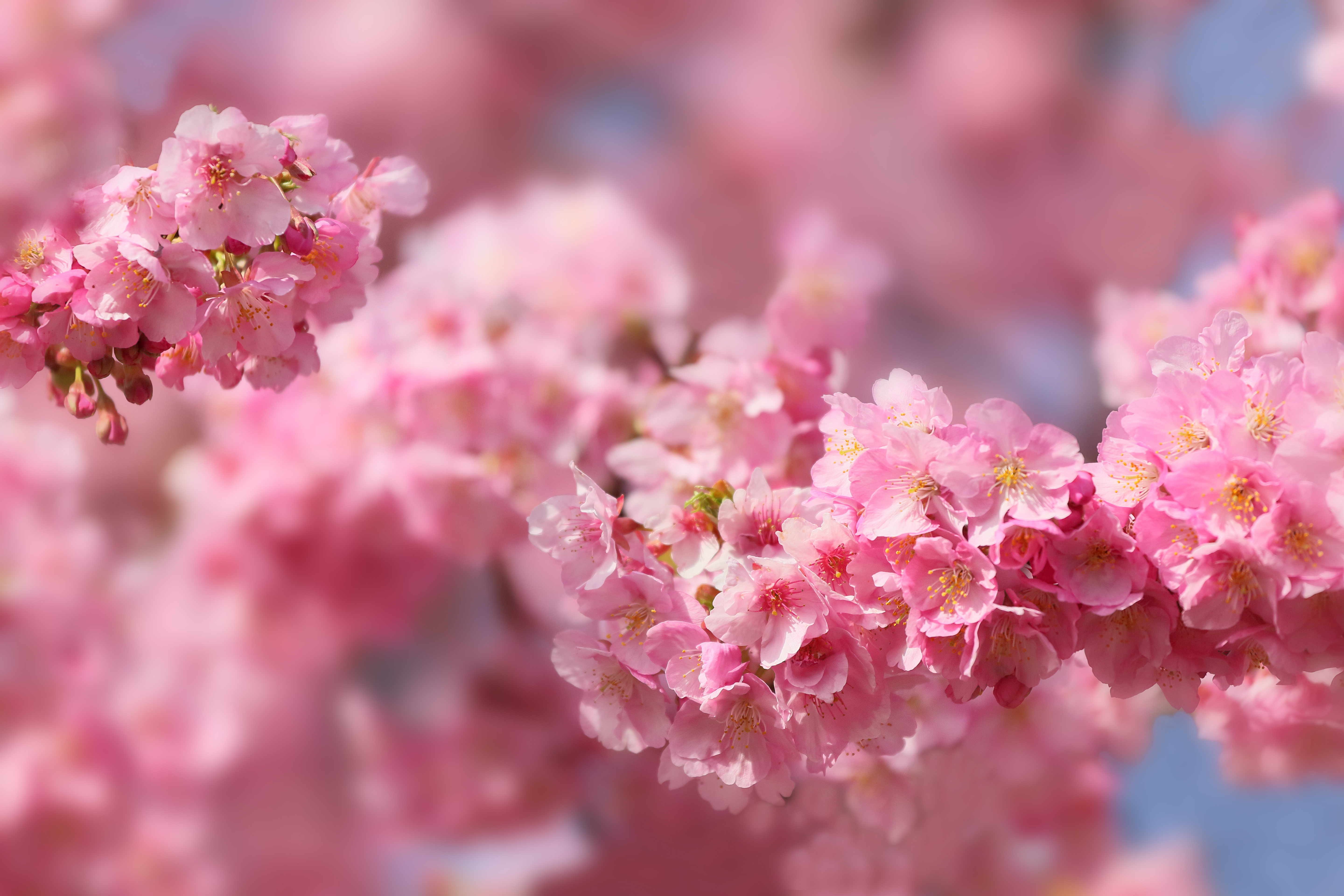 674897 скачать обои весна, сакура, цветущие, природа, вишня в цвету, япония, земля/природа - заставки и картинки бесплатно