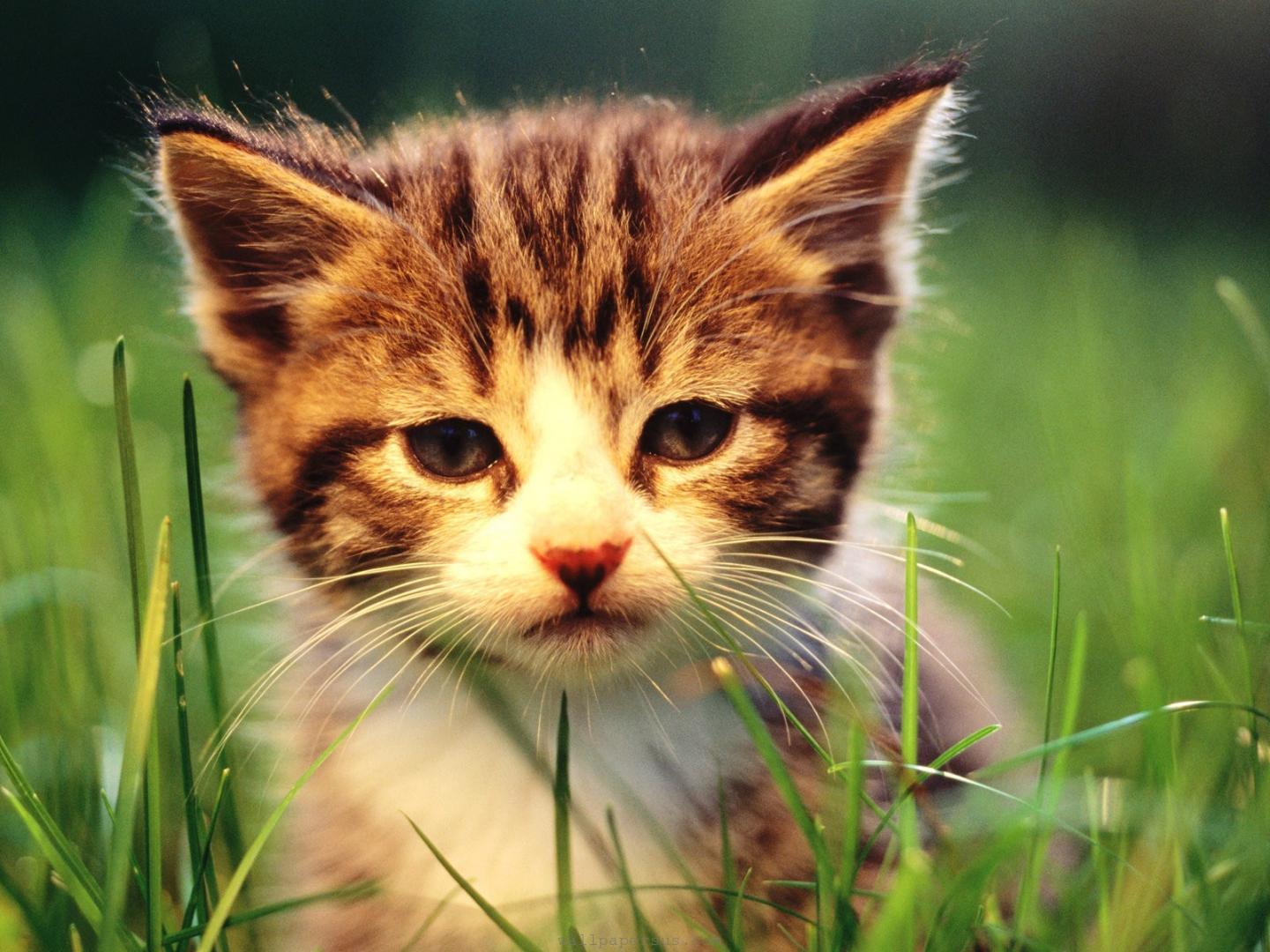 Baixe gratuitamente a imagem Animais, Gatos, Gato na área de trabalho do seu PC