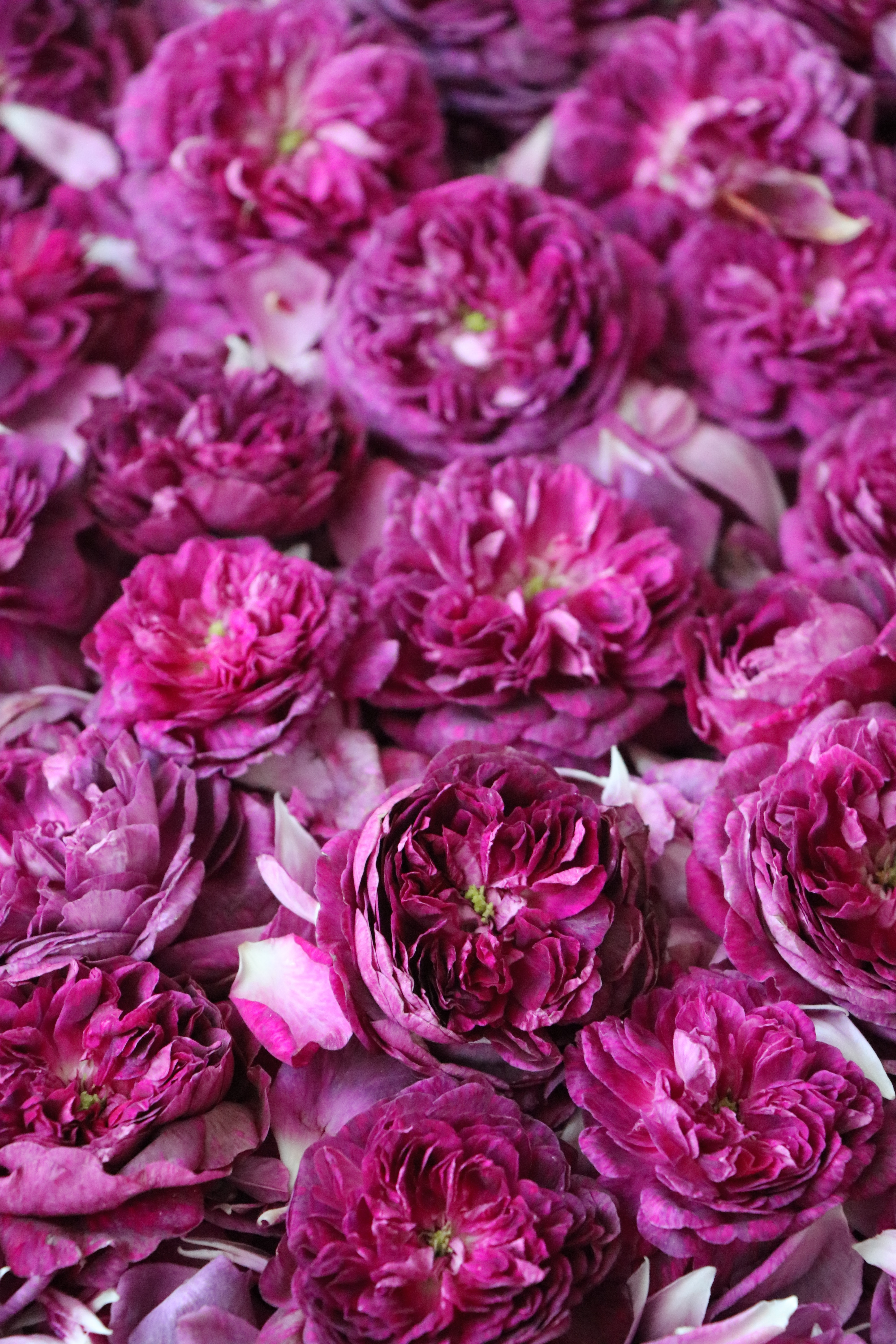 Download mobile wallpaper Bloom, Flowering, Flowers, Pink, Roses for free.