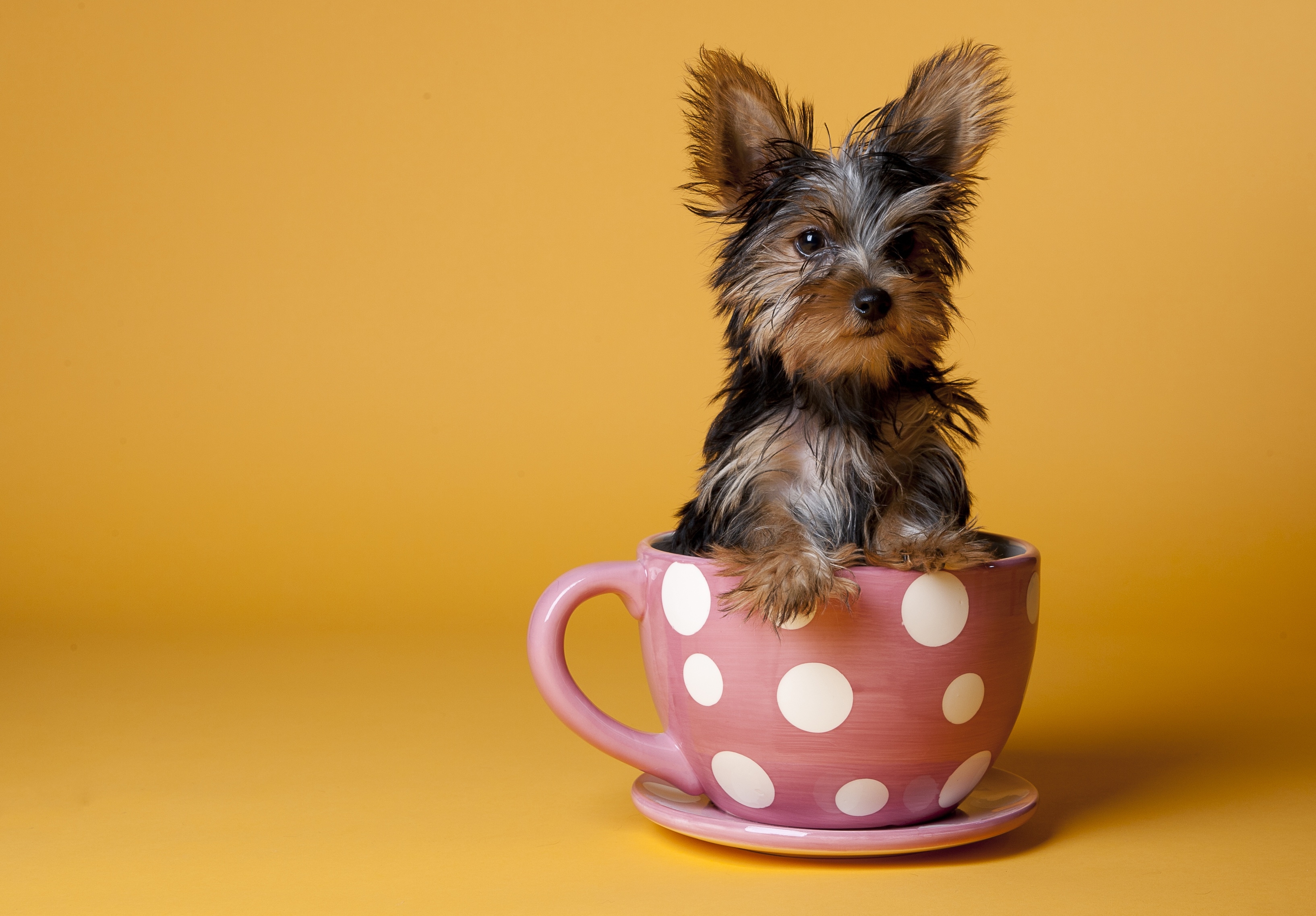 Download mobile wallpaper Sit, Animals, Yorkshire Terrier, Dog, Puppy, Cup for free.