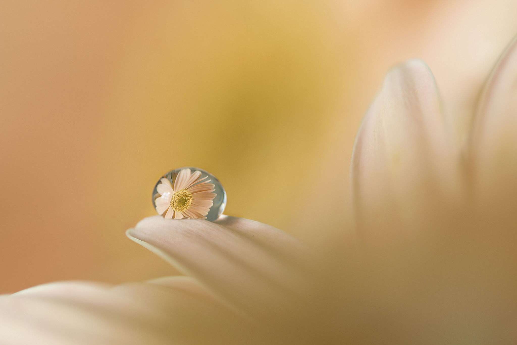 Free download wallpaper Reflection, Flower, Macro, Earth, Water Drop on your PC desktop