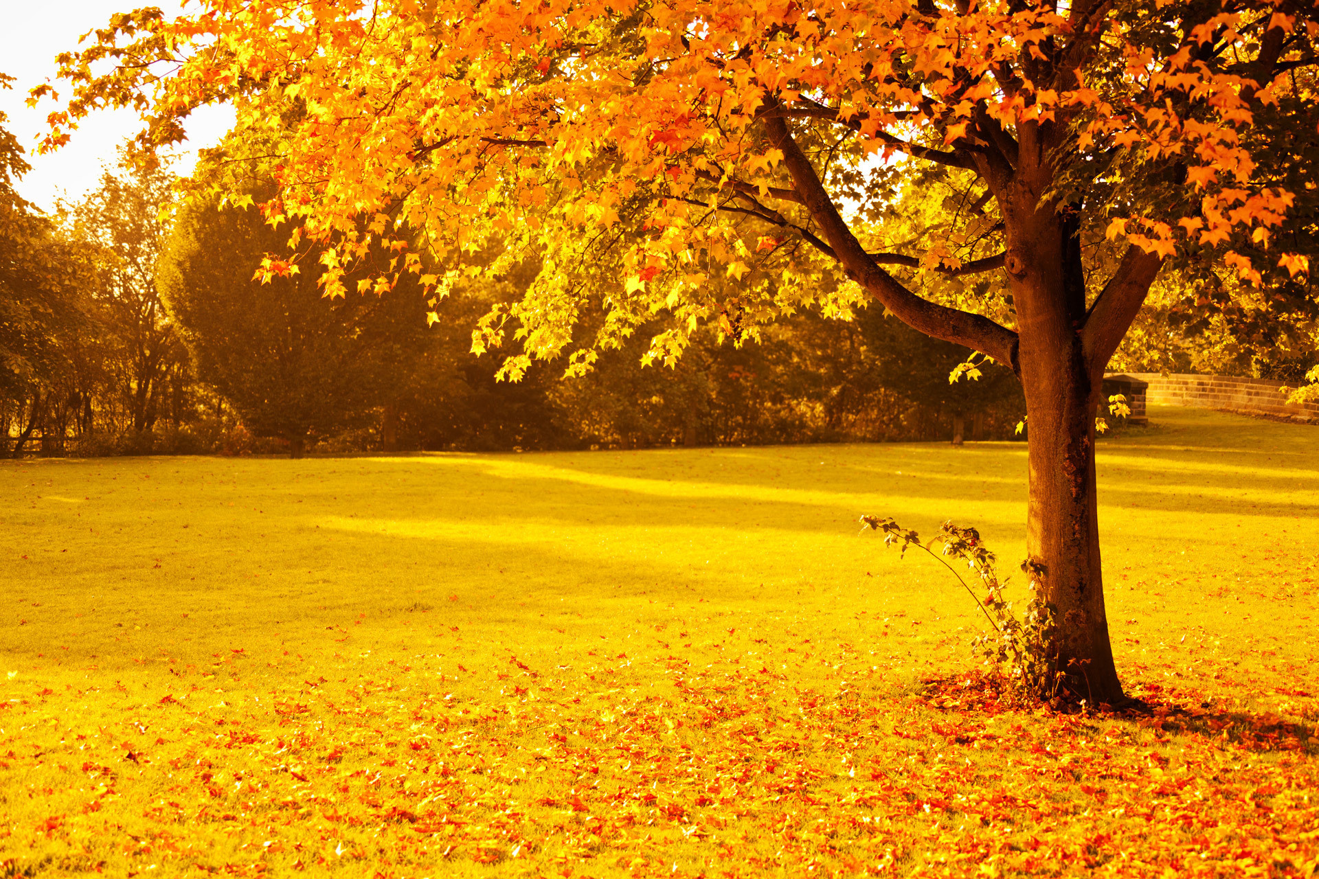 無料モバイル壁紙木, 草, 秋, 公園, 地球, 分野をダウンロードします。