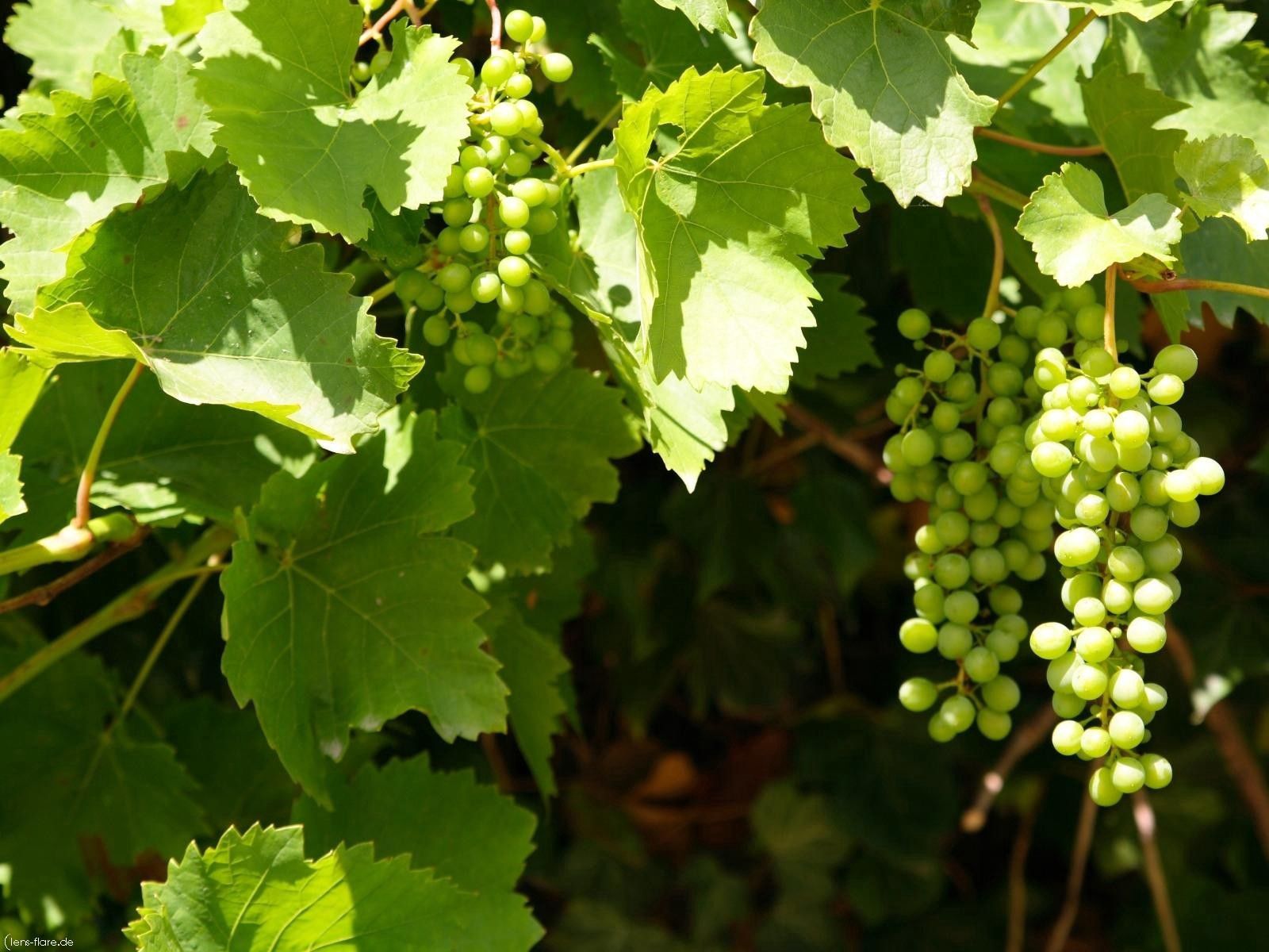 green, nature, leaves, summer, grapes, bunches, clusters