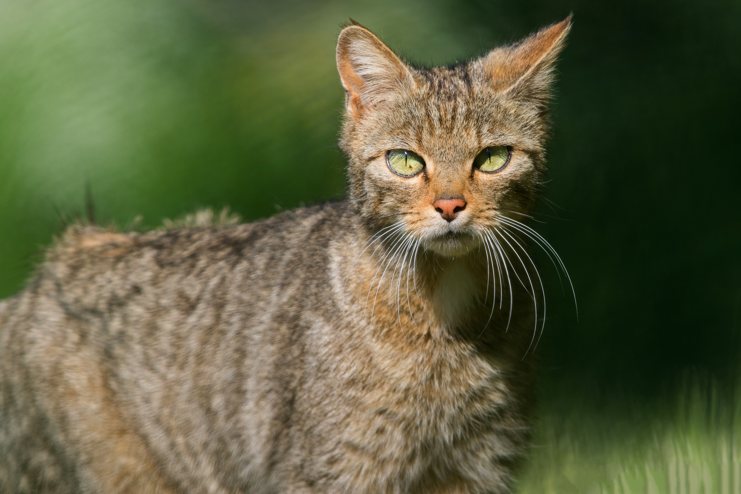 Descarga gratuita de fondo de pantalla para móvil de Animales, Gatos, Gato.