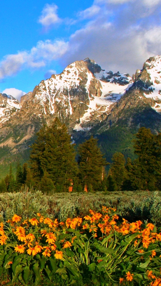 Download mobile wallpaper Landscape, Mountain, Flower, Earth, Spring for free.