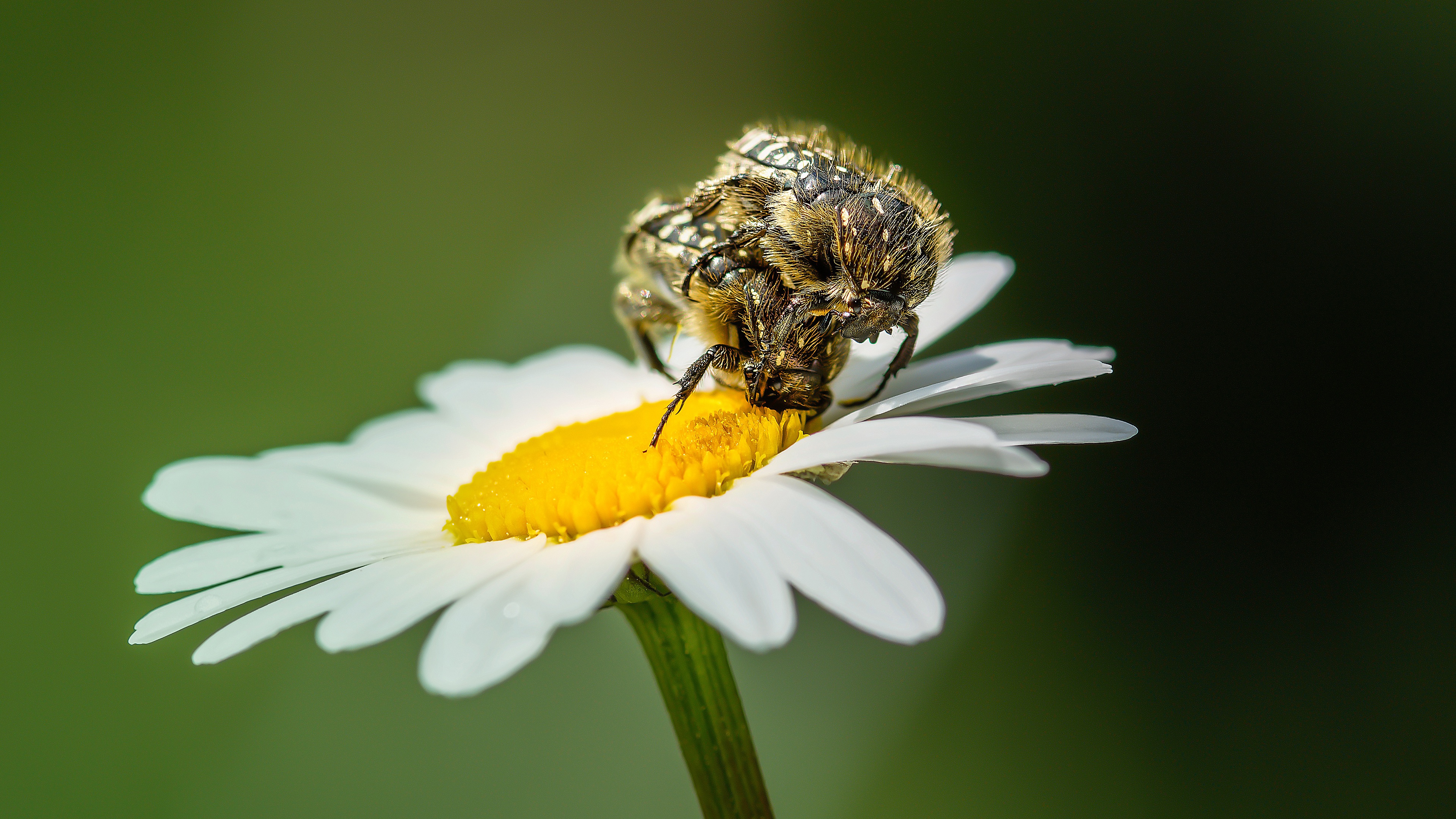 Free download wallpaper Flower, Macro, Animal, Chamomile, Beetle on your PC desktop