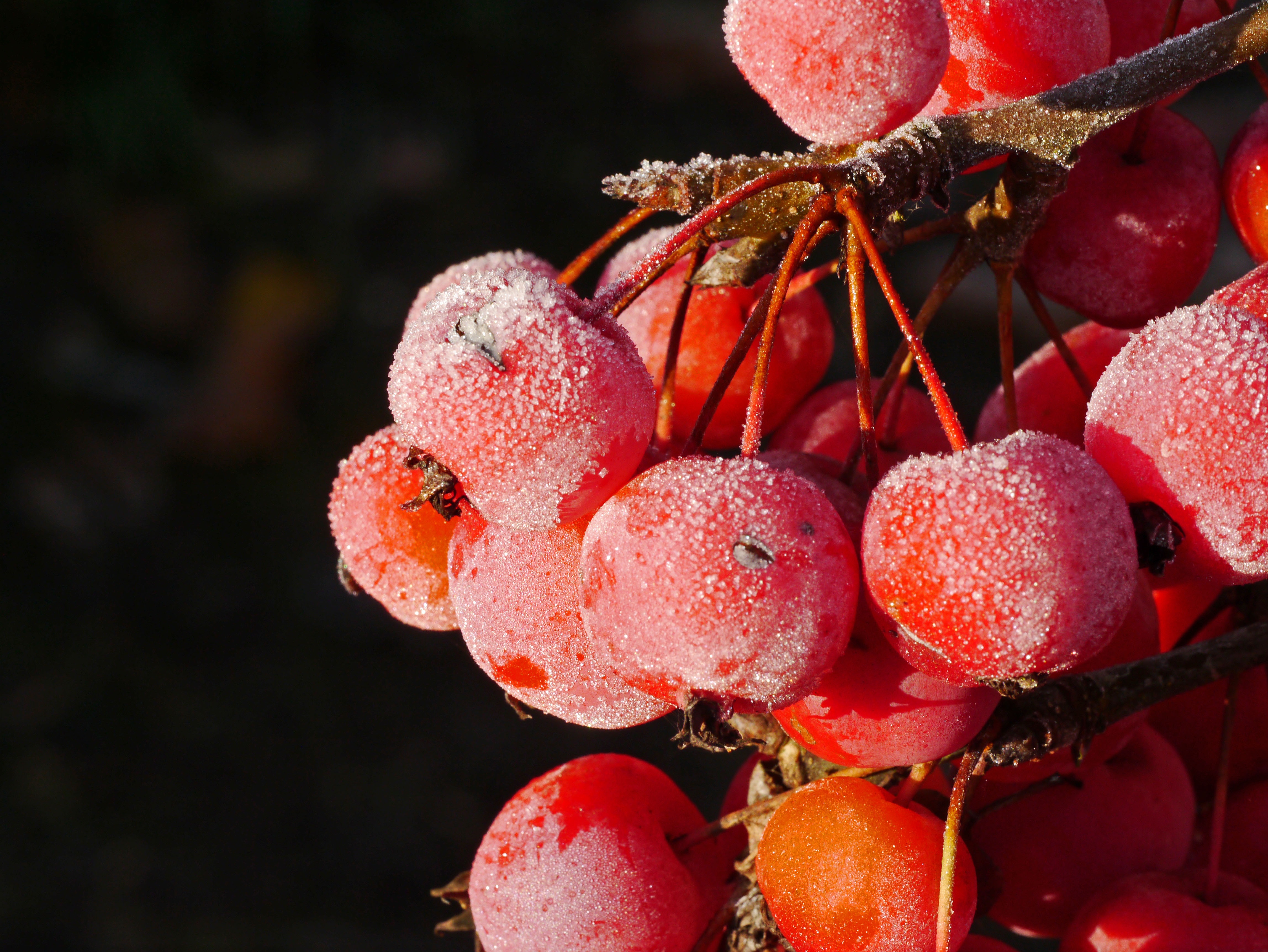 122698 Hintergrundbild herunterladen berries, makro, frost, rauhreif, eberesche, rowan - Bildschirmschoner und Bilder kostenlos