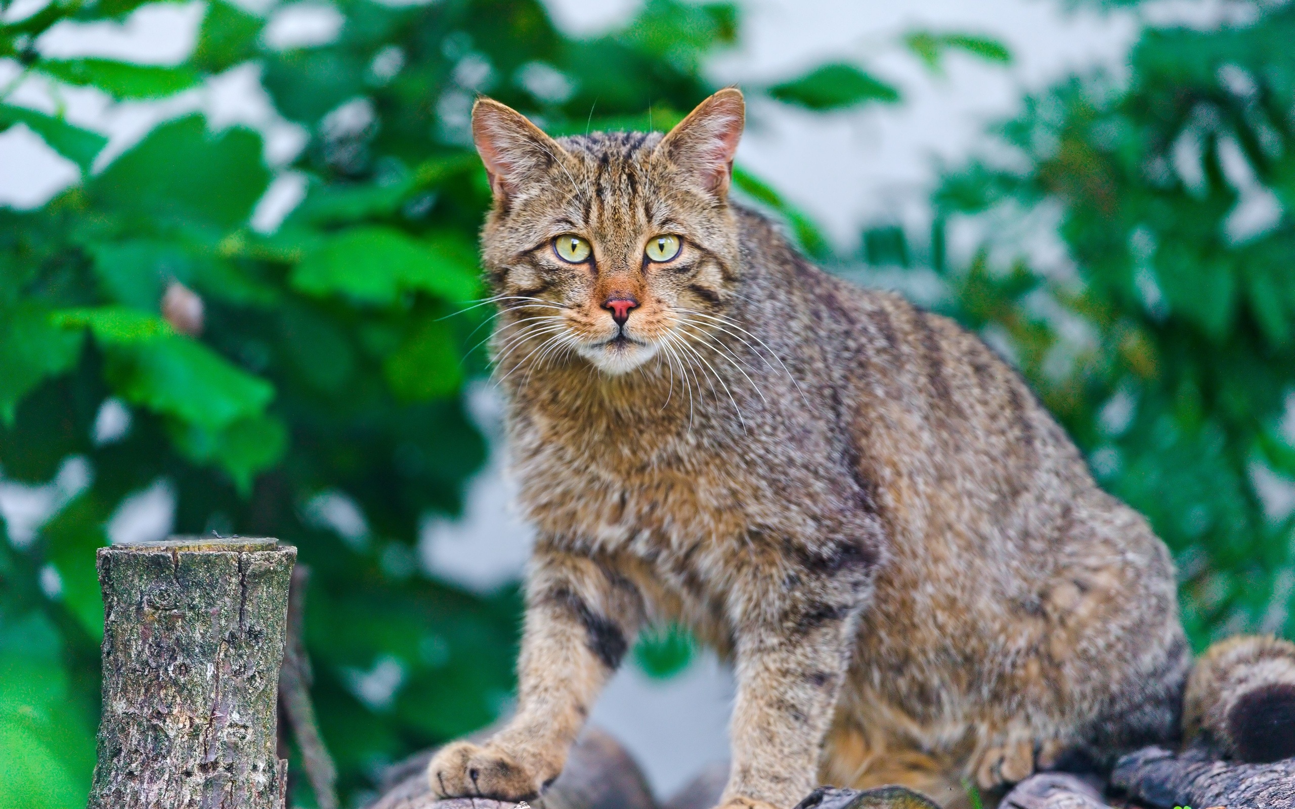 Baixe gratuitamente a imagem Animais, Gatos, Gato na área de trabalho do seu PC