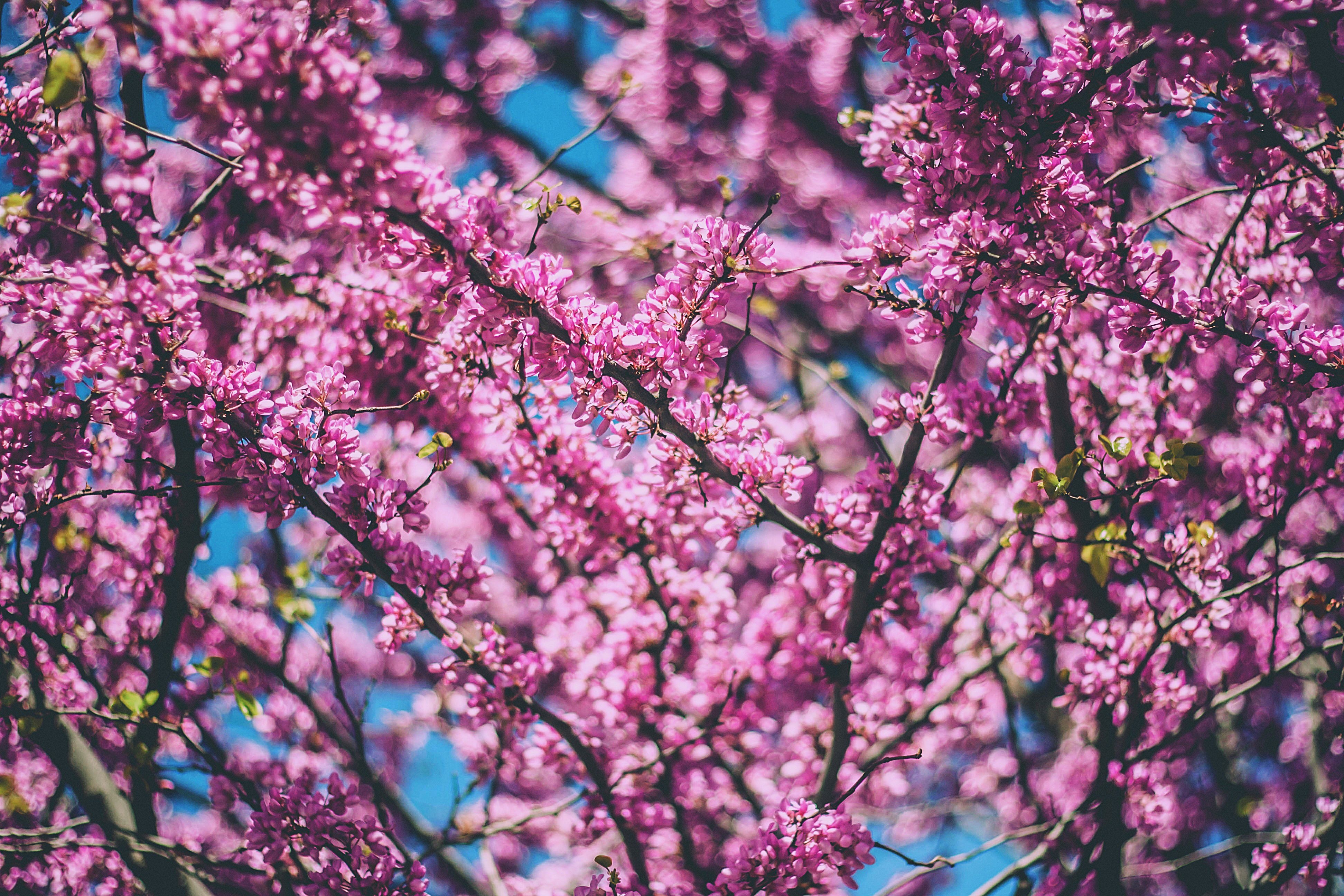 Скачать обои бесплатно Дерево, Цветы, Вишня, Цветение, Весна картинка на рабочий стол ПК