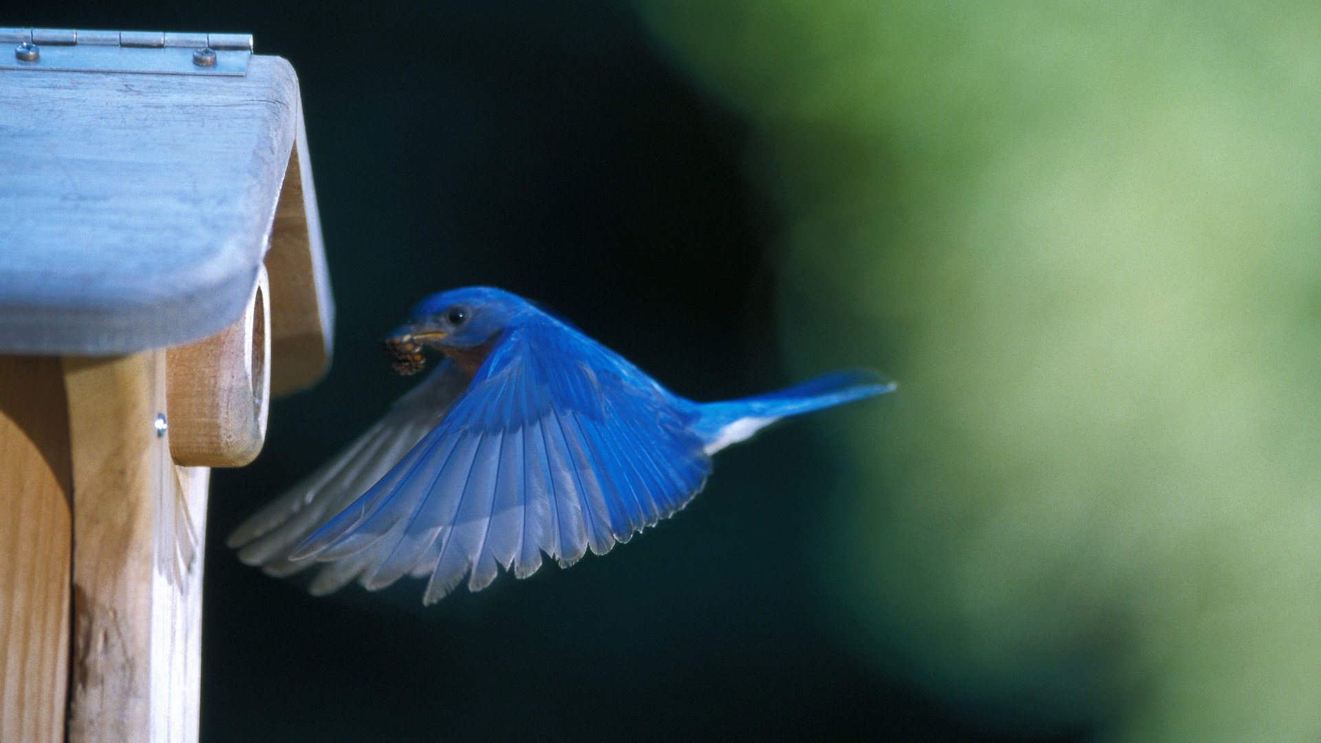 Baixe gratuitamente a imagem Animais, Aves, Pássaro na área de trabalho do seu PC