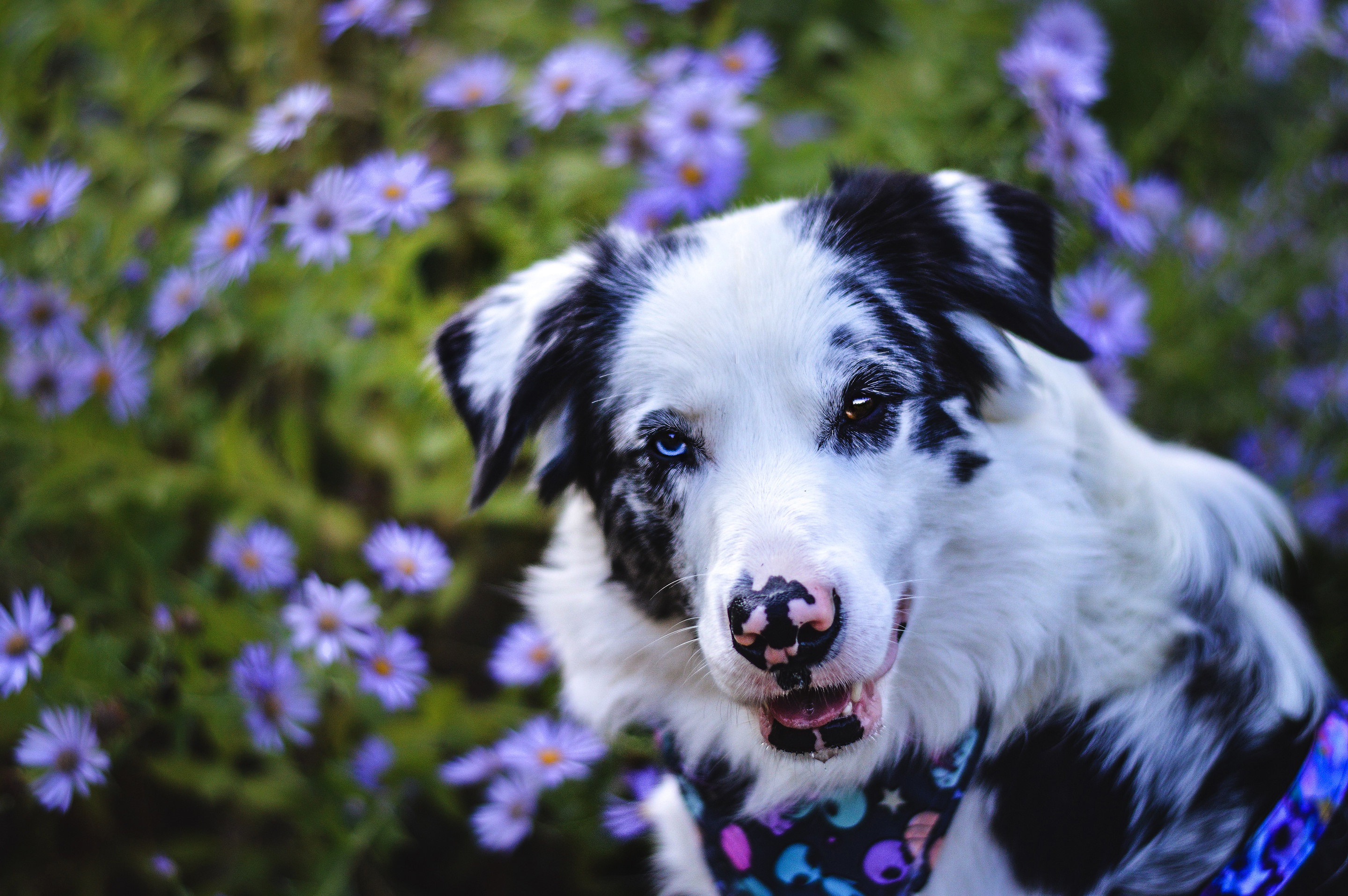 Descarga gratuita de fondo de pantalla para móvil de Animales, Perros, Perro, Pastor Australiano.