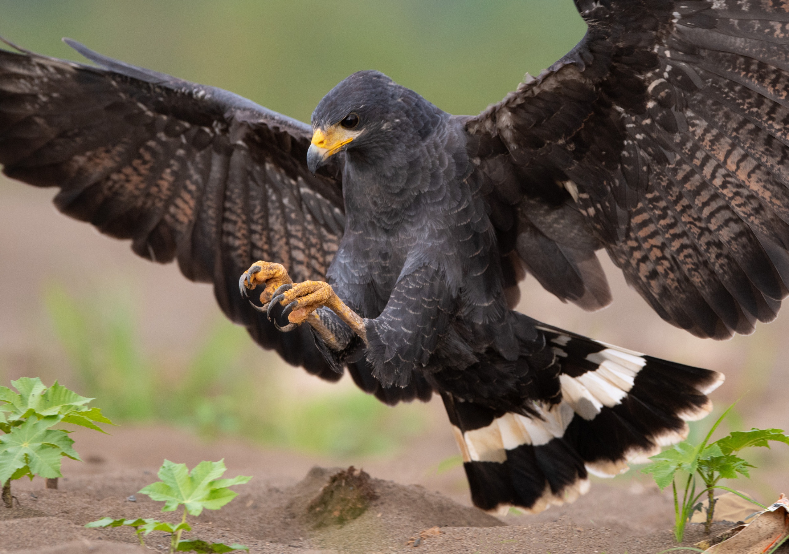 Free download wallpaper Birds, Bird, Animal, Hawk, Bird Of Prey on your PC desktop