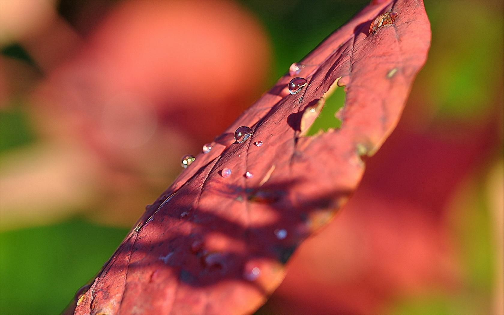 drops, macro, surface, sheet, leaf