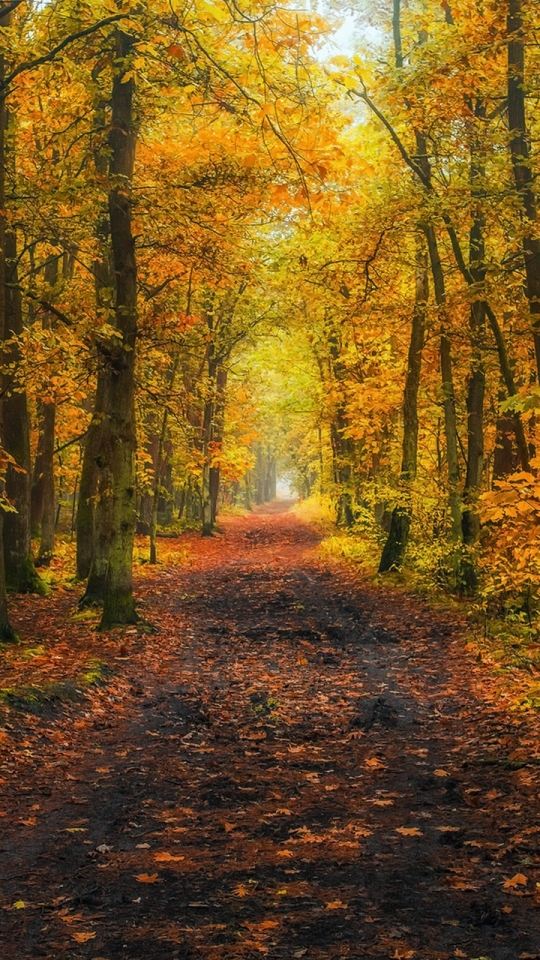 Скачать картинку Природа, Осень, Лес, Дерево, Дорожка, Падать, Земля/природа, Грязная Дорога в телефон бесплатно.