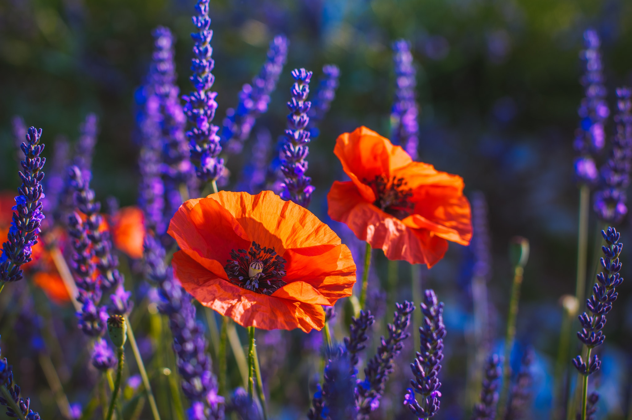 Laden Sie das Blumen, Mohn, Blume, Makro, Nahansicht, Lavendel, Lila Blume, Rote Blume, Erde/natur-Bild kostenlos auf Ihren PC-Desktop herunter