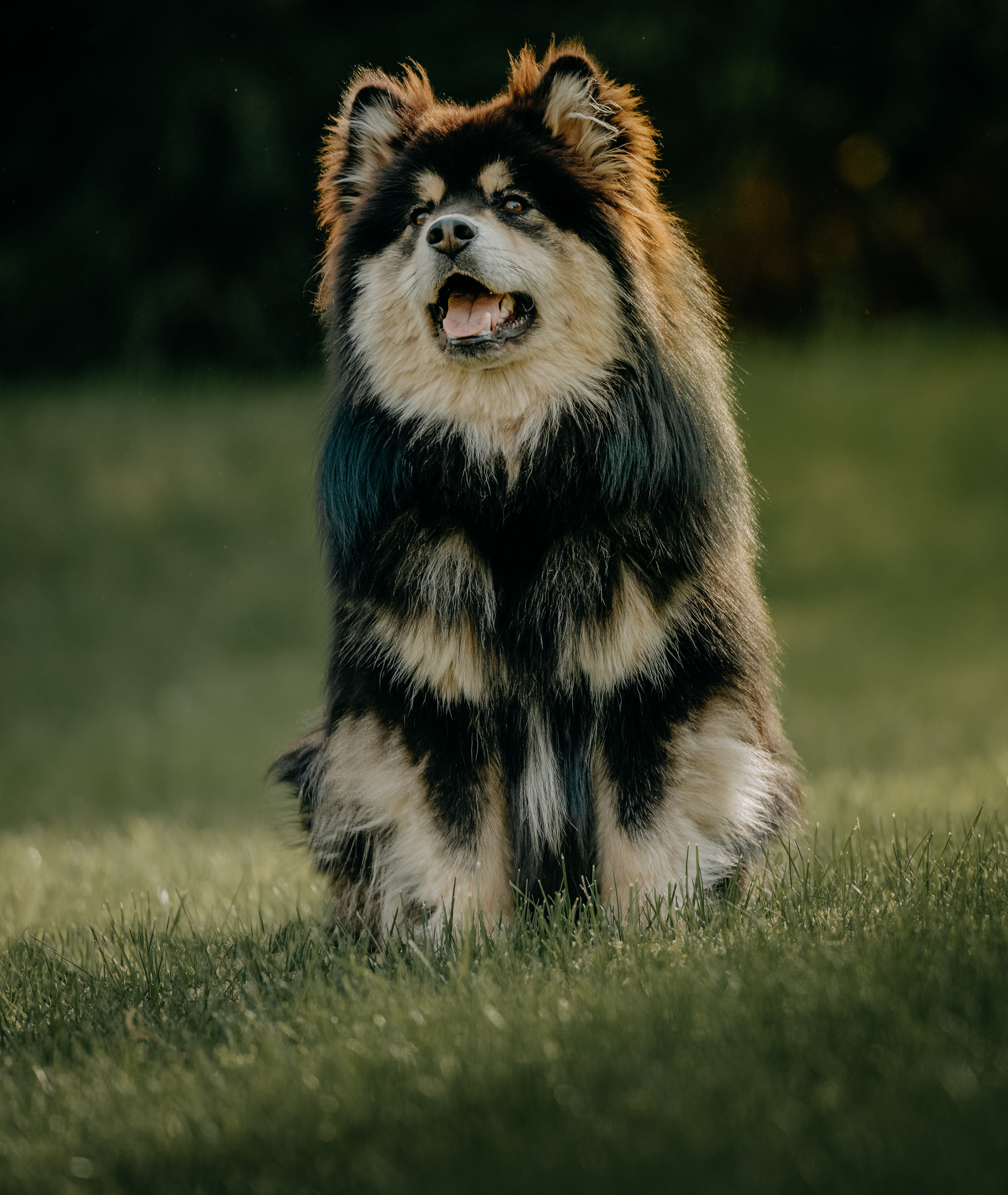 funny, animals, dog, protruding tongue, tongue stuck out, finnish lapphund