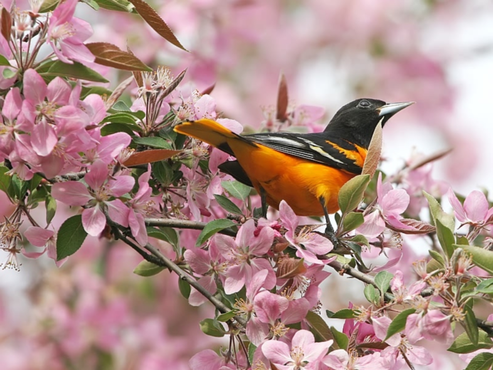 Free download wallpaper Birds, Animals, Plants on your PC desktop