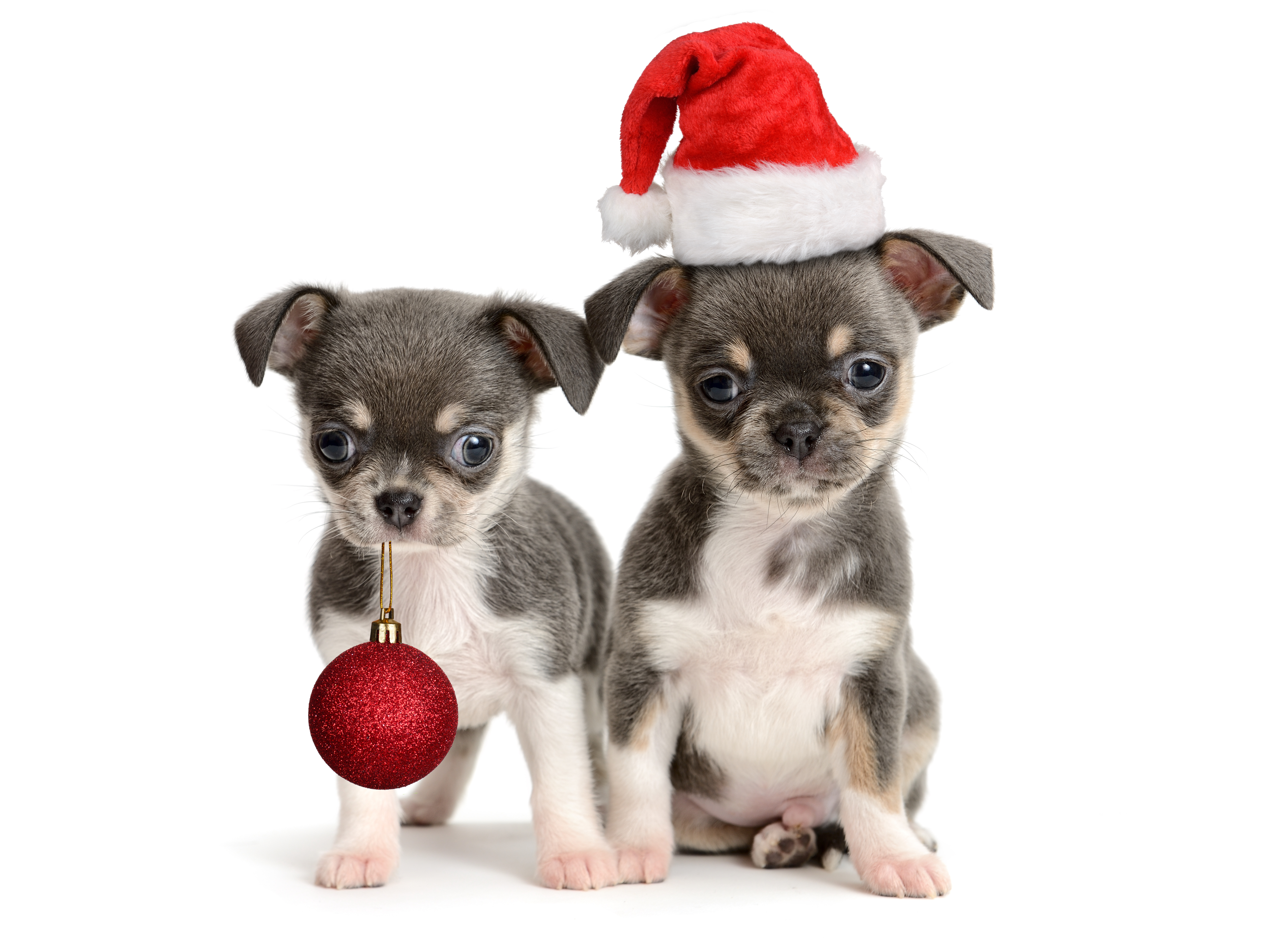 805082 скачать обои чихуахуа, милые, щенок, праздничные, рождество, рождественские украшения, шляпа санты - заставки и картинки бесплатно