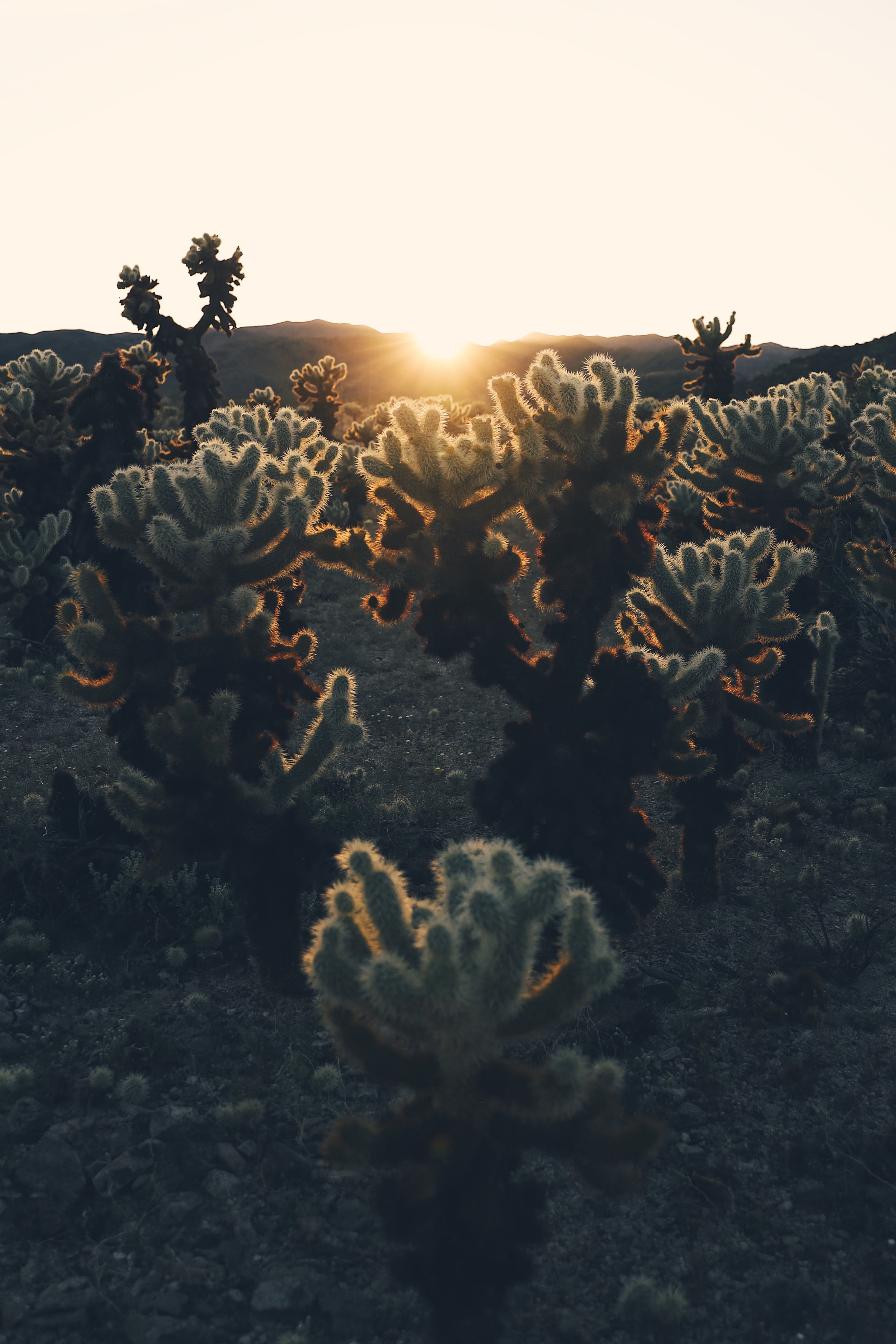 plants, nature, cactuses, sunset, sun, sunlight 8K