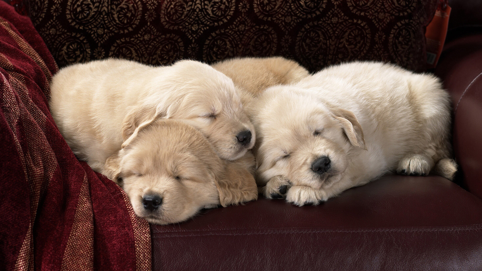 Download mobile wallpaper Dog, Animal, Puppy, Sleeping, Labrador Retriever for free.