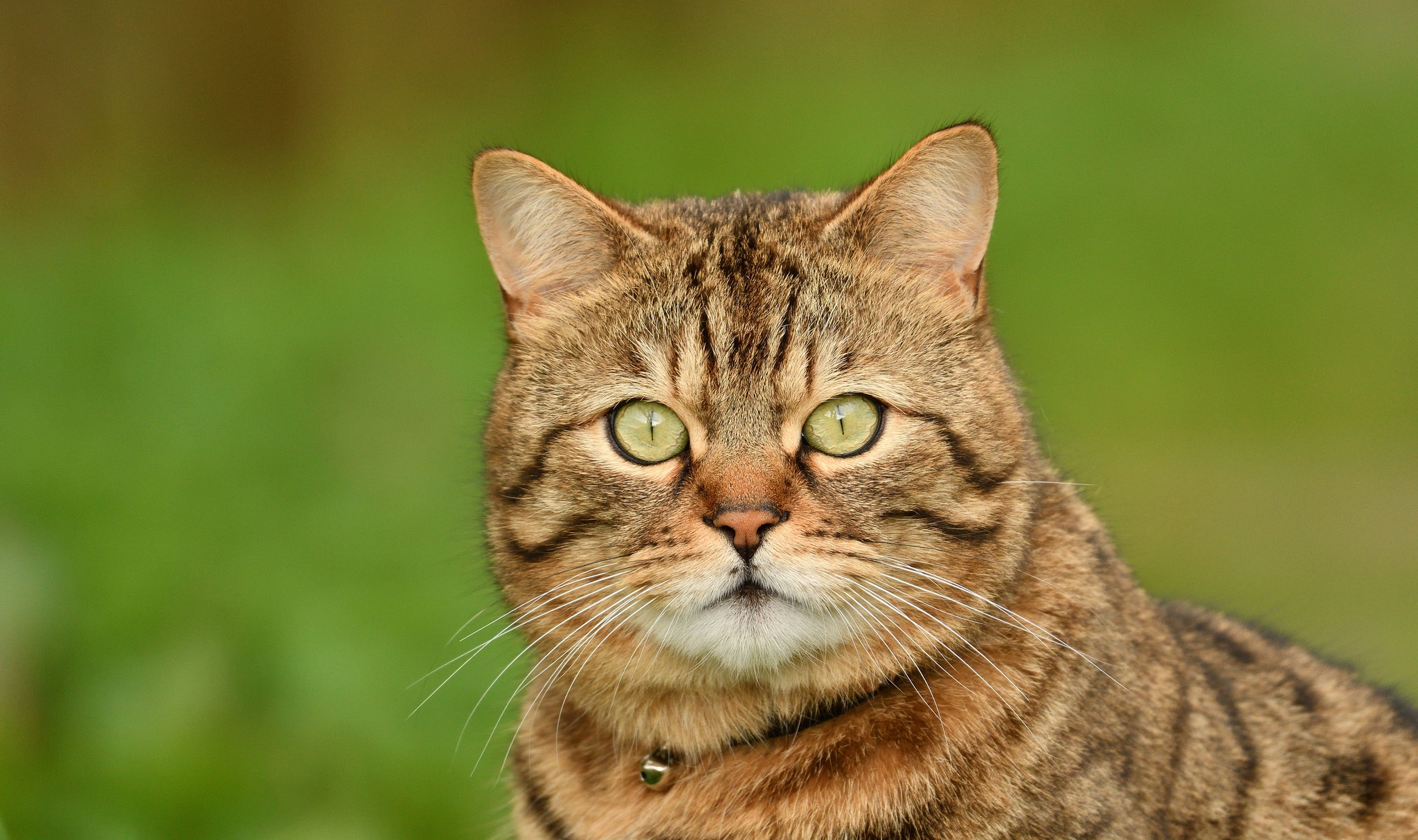 Handy-Wallpaper Katze, Katzen, Tiere kostenlos herunterladen.