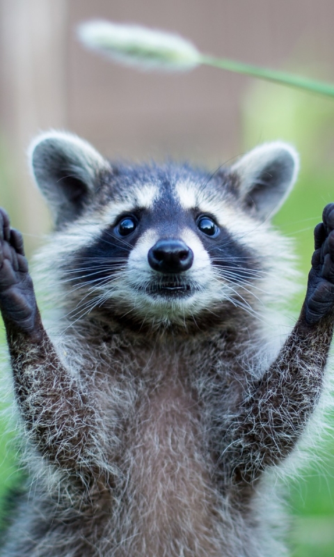 Download mobile wallpaper Animal, Raccoon for free.