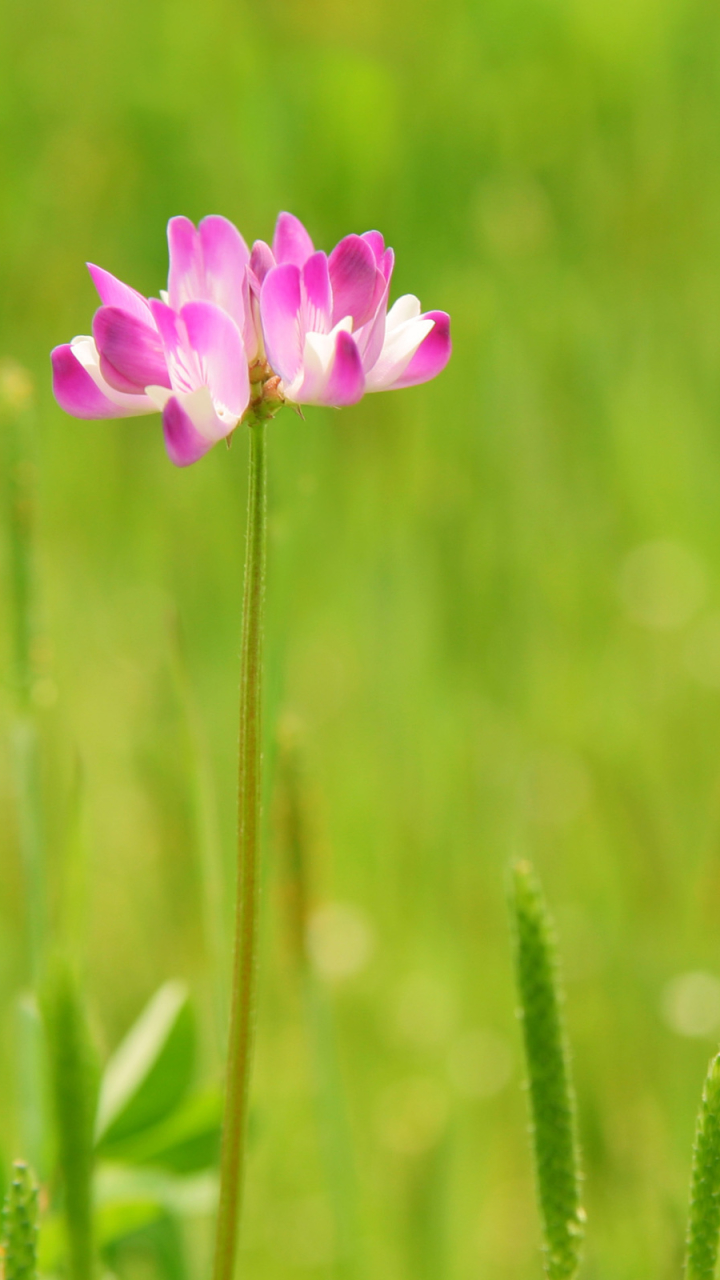 Descarga gratuita de fondo de pantalla para móvil de Flores, Flor, Tierra/naturaleza.