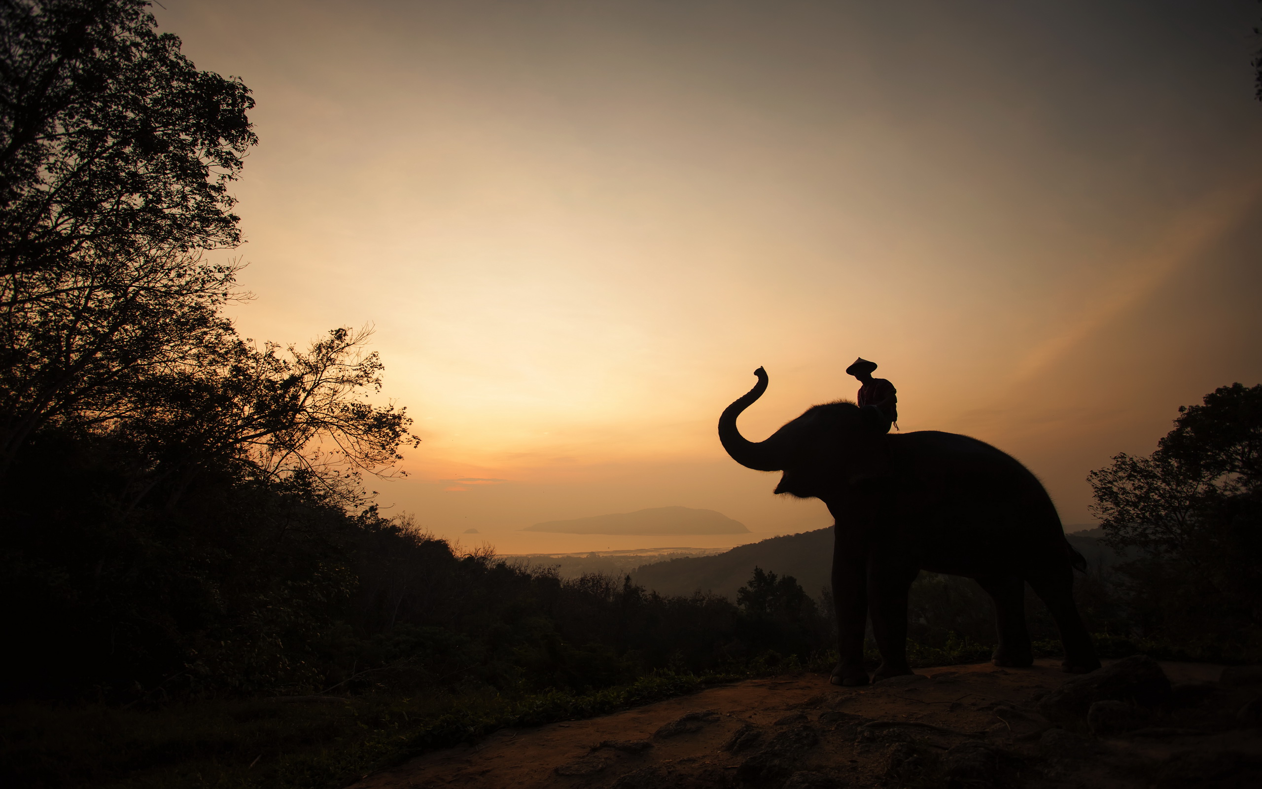 356596壁紙のダウンロード動物, アジアゾウ, 風景, タイ, ゾウ-スクリーンセーバーと写真を無料で